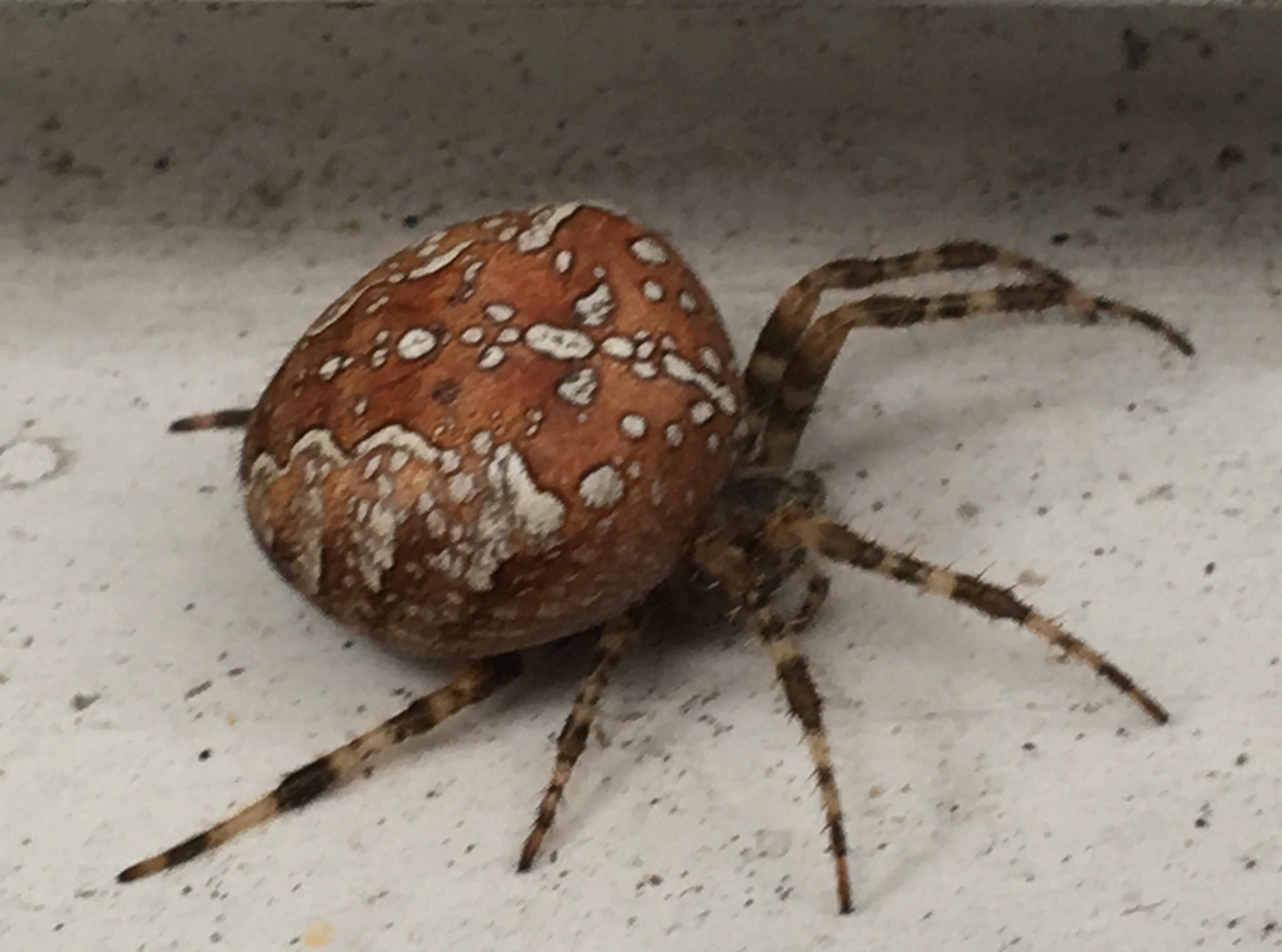 Big fat orb momma. Heavy with eggs I suspect. Saved from my doorstep