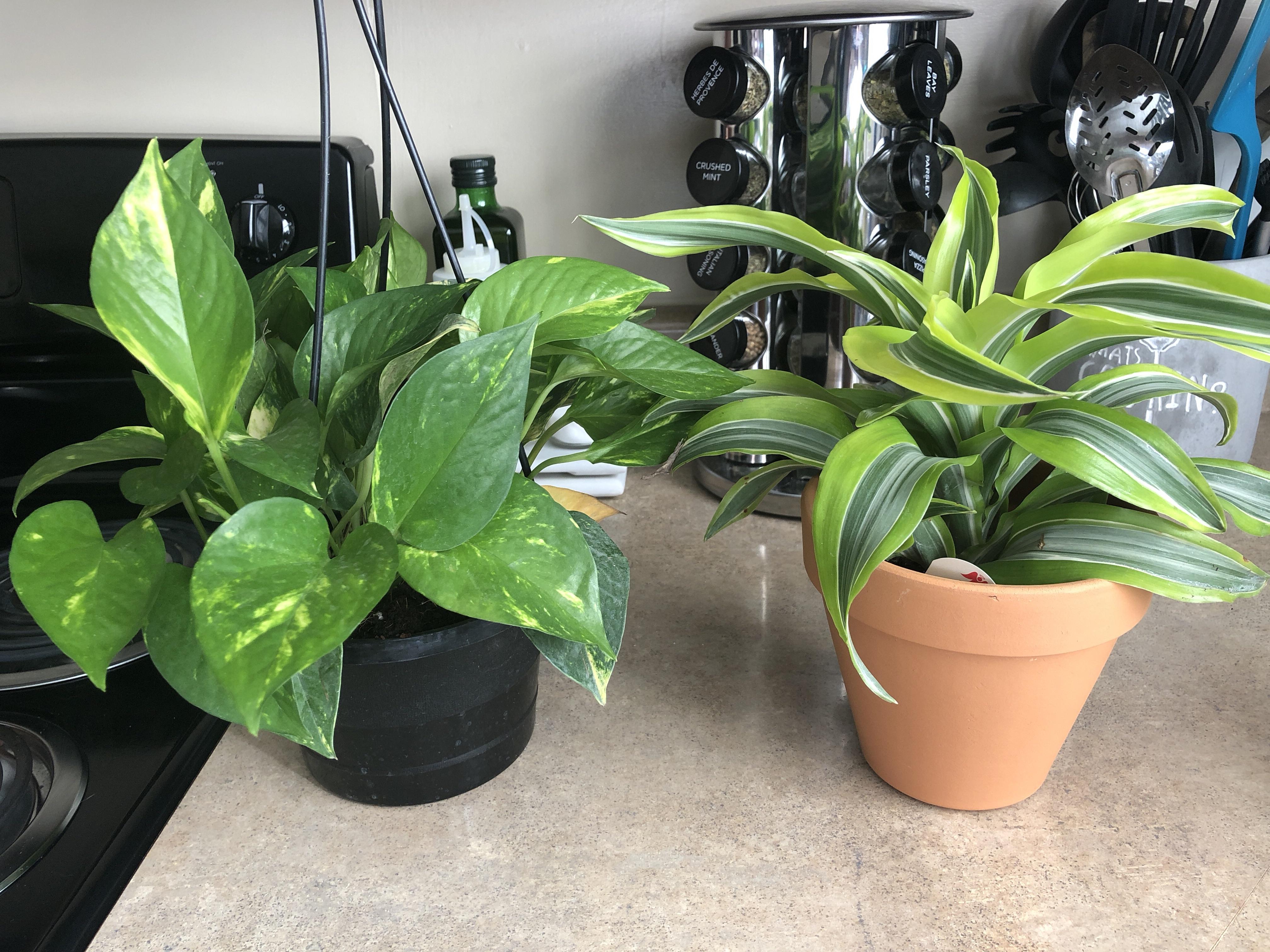 Picked up these beauties from Walmart, 5 each! r/houseplants