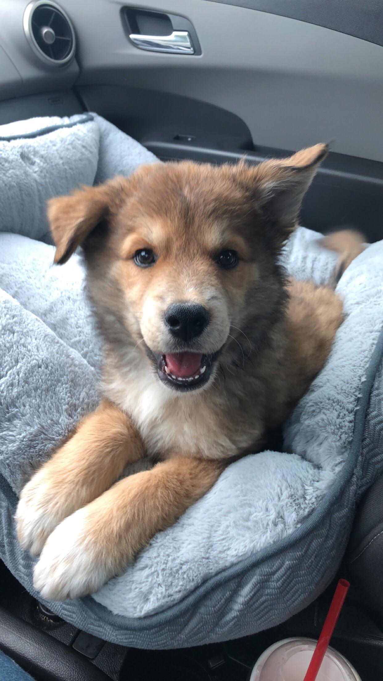 Reddit, meet puppy number 2, Tormund! At 2 months he’s