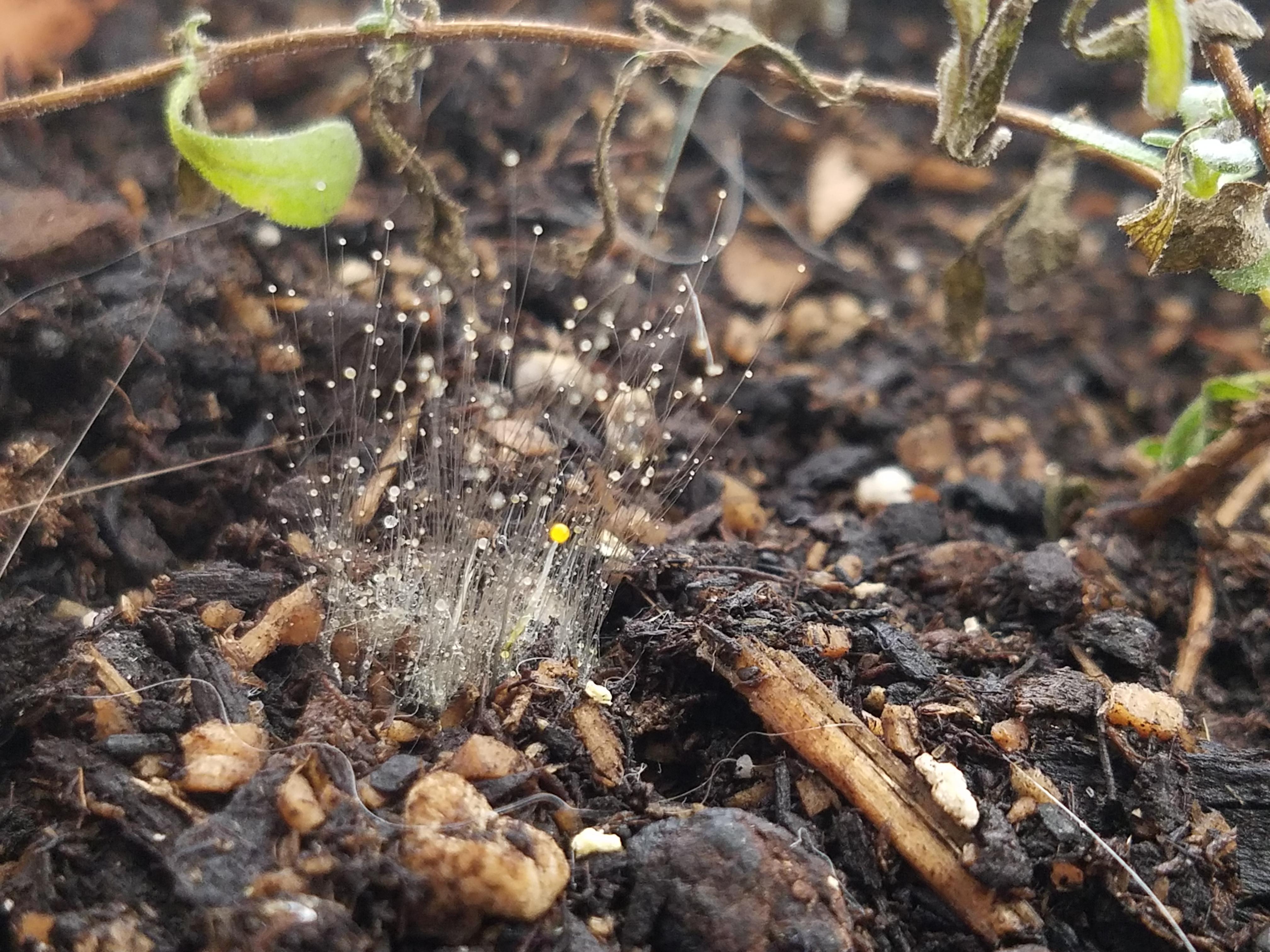 Something spawned in my dormant lavender seedling's pot Are fungi