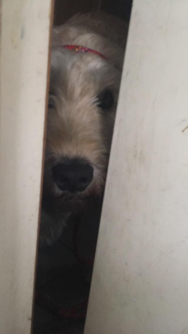 My dog tried to get into the bathroom r/rarepuppers