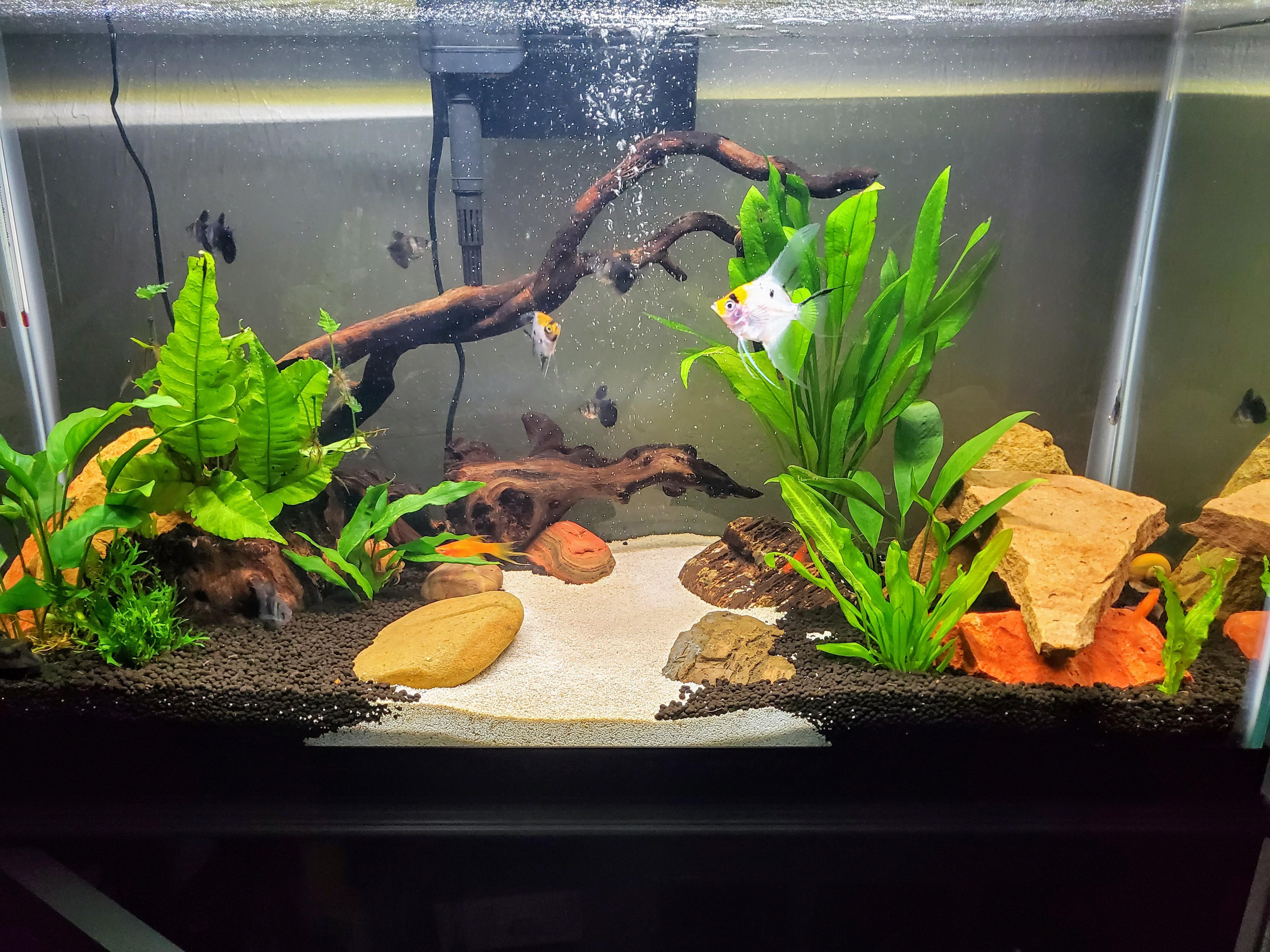 All set up. Now need some nice green carpeting. r/Aquariums