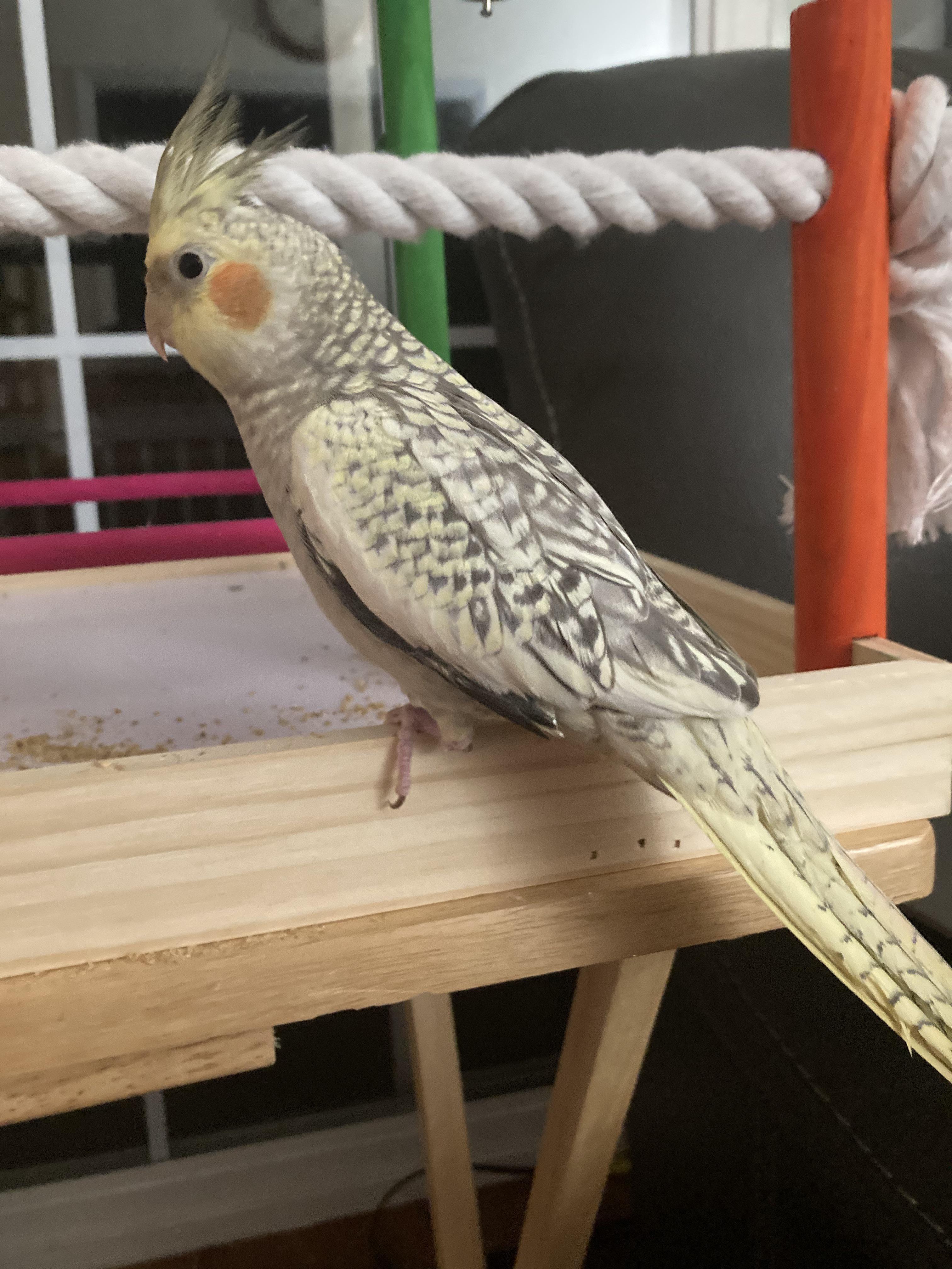 Pearl Cockatiel Female