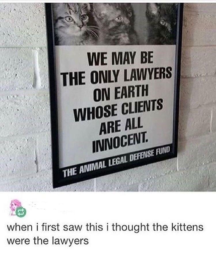 kitty lawyers r/facepalm