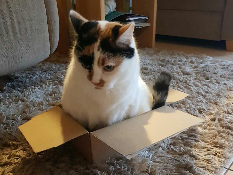 My cat having an existential crisis r/Thisismylifemeow