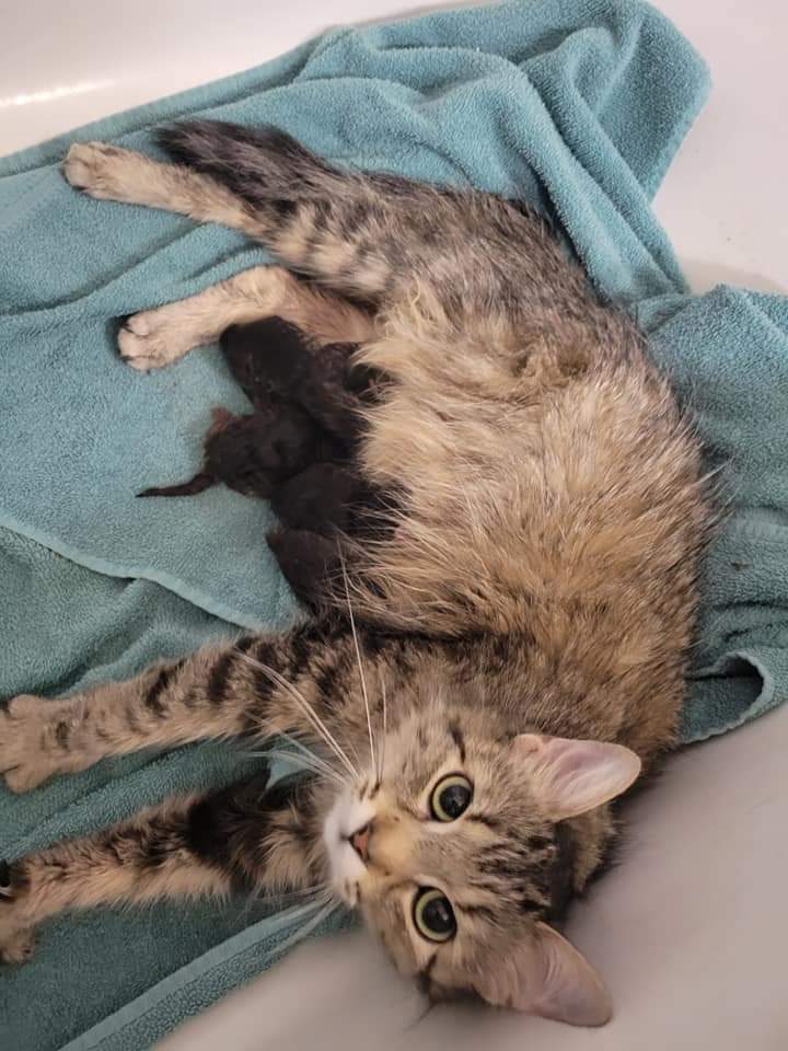 We are having a pregnant cat spayed. Are there any major differences in