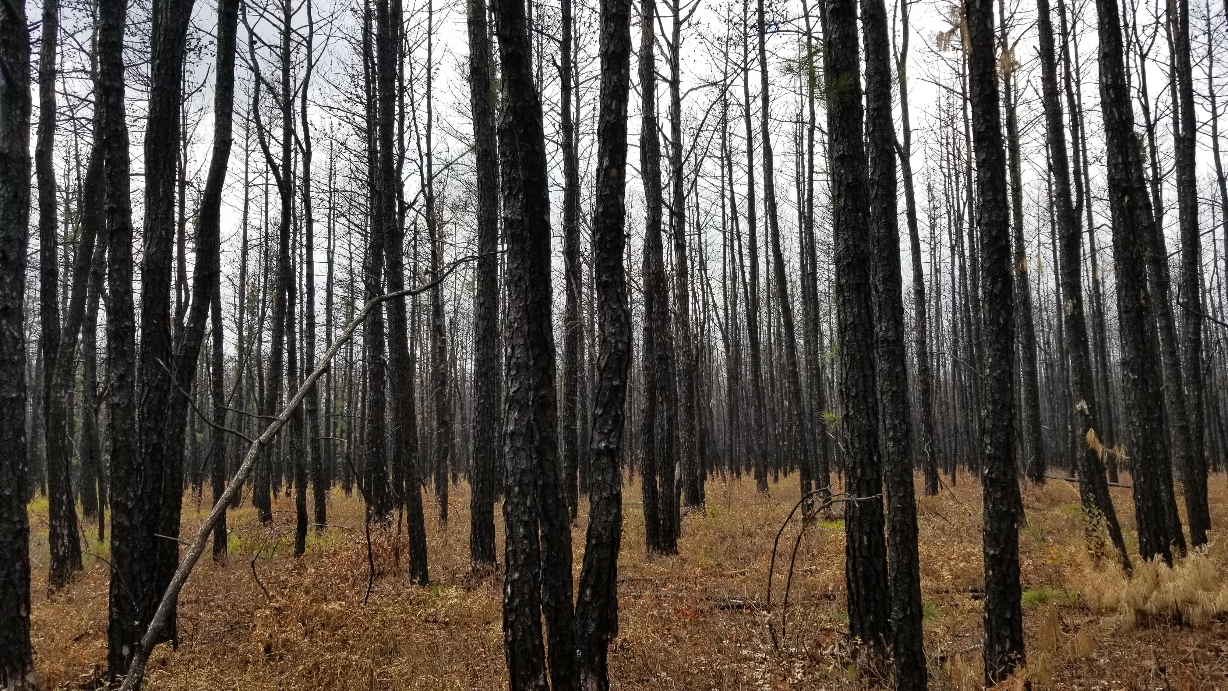 I think I captured the Eerieness I felt in this one [Pine Barrens, New