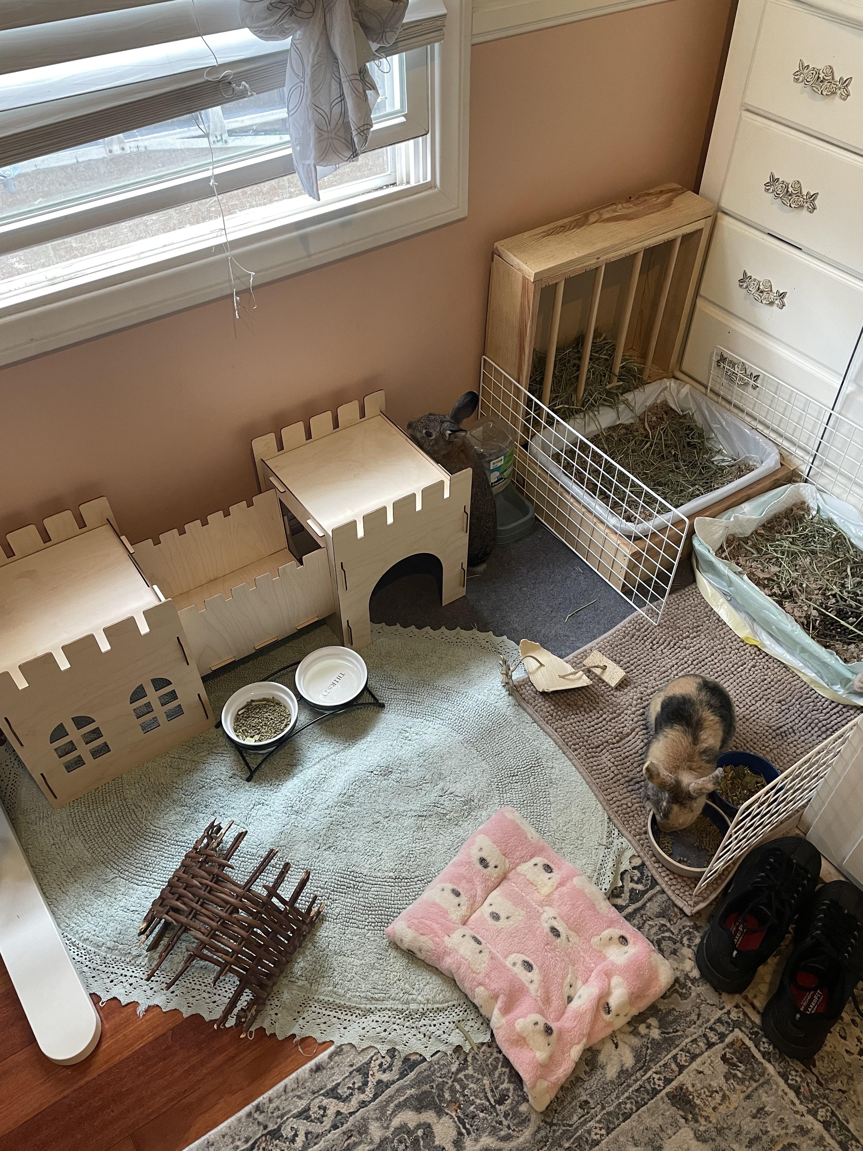 Bunnies finally fixed! The two do get along, and now they are fixed things been going well, i