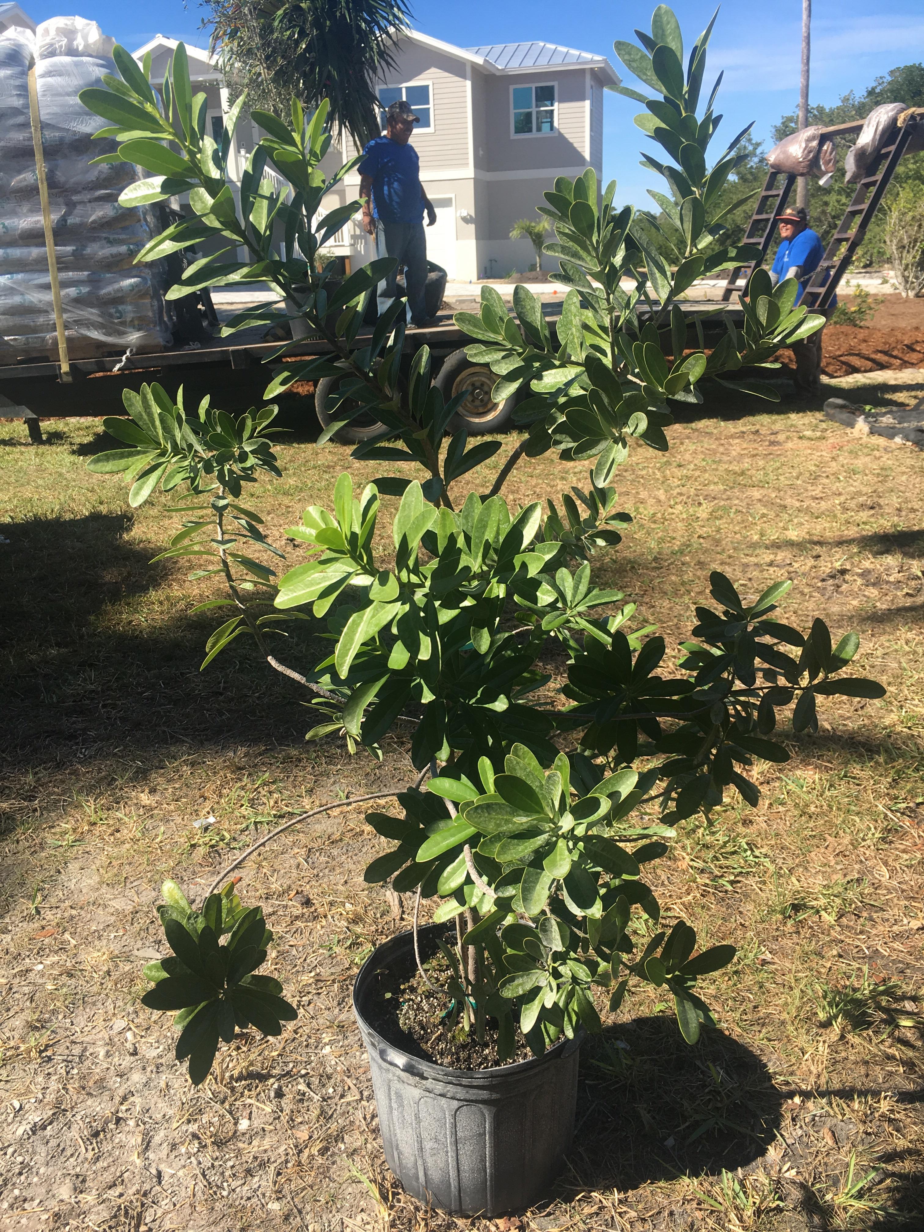 Can’t identify this south Florida plant r/whatsthisplant