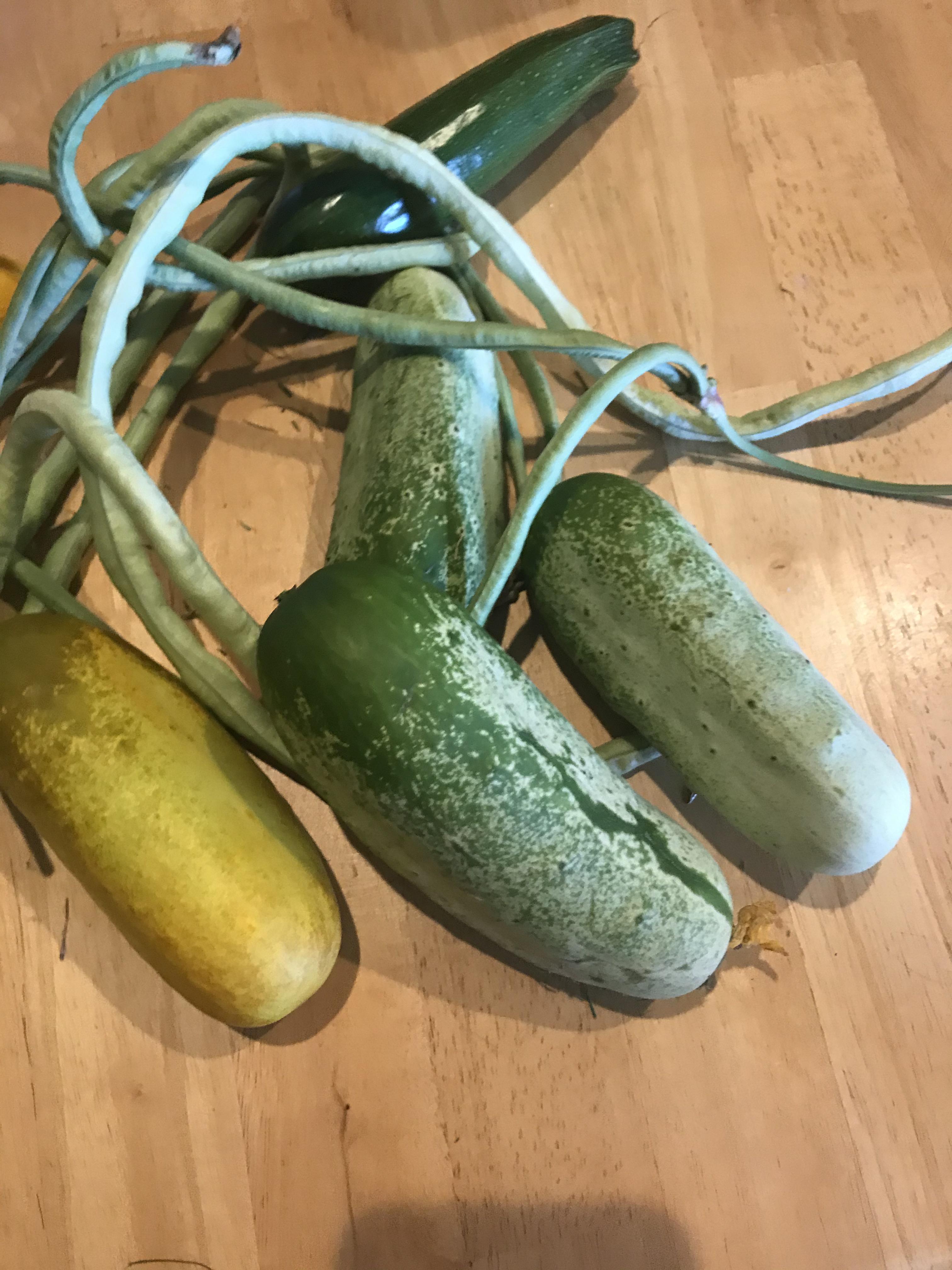 Are my cucumbers okay? r/gardening