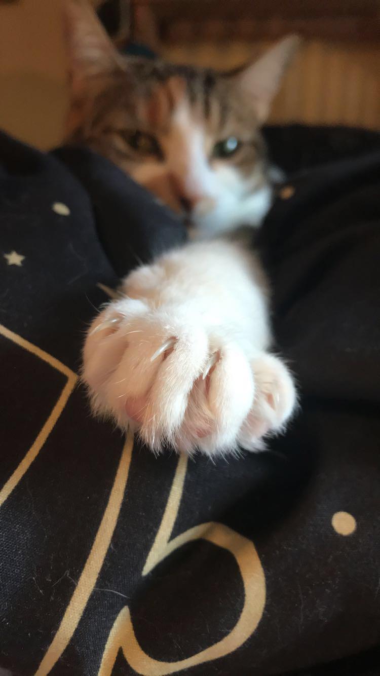 The little lady extends her paw to be kissed. r/cats