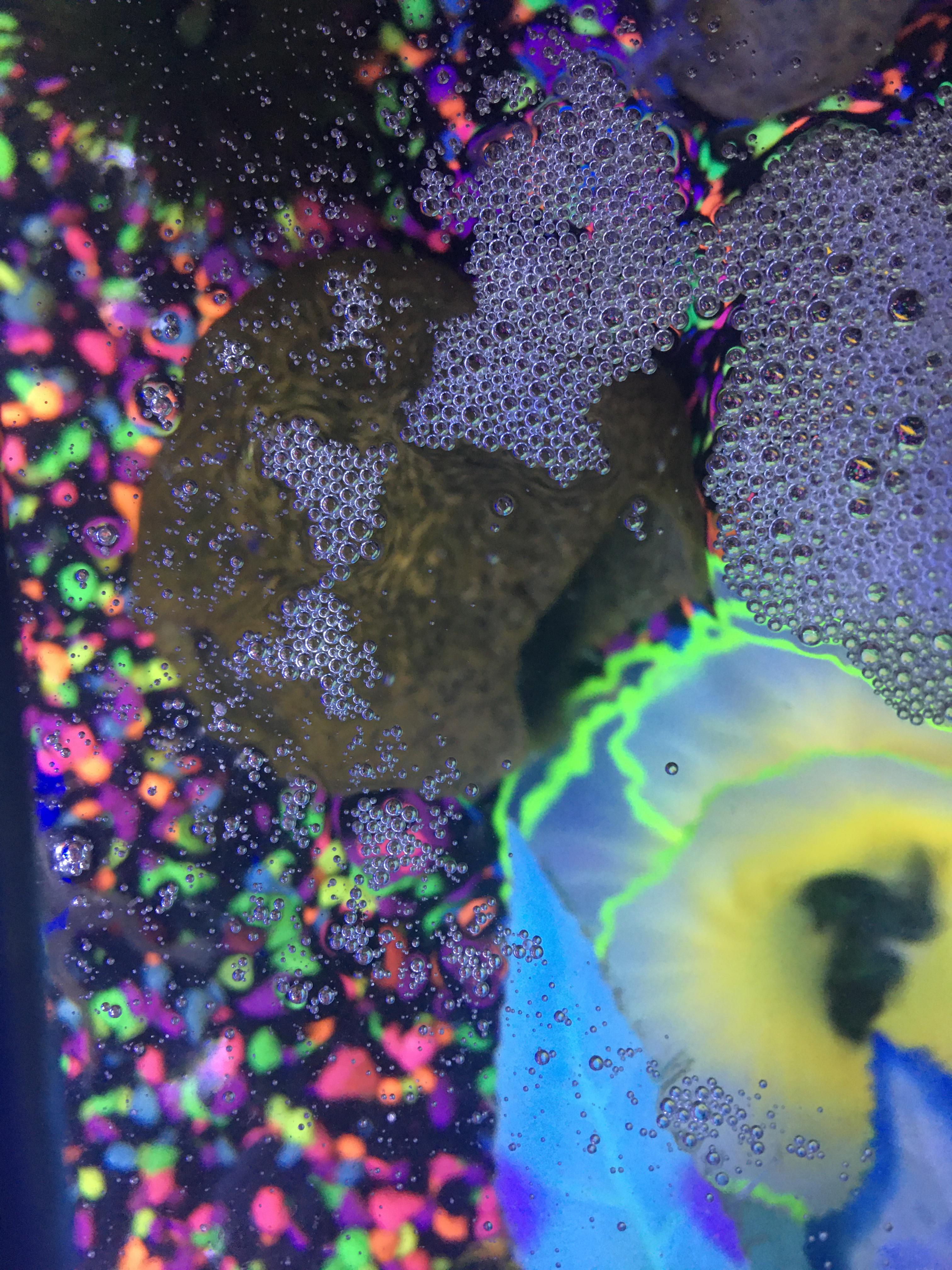 What is this in my fish tank? I thought they were my african dwarf