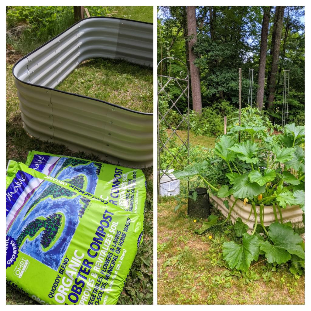 Tomatoes and Zucchini love the lobster compost r/gardening