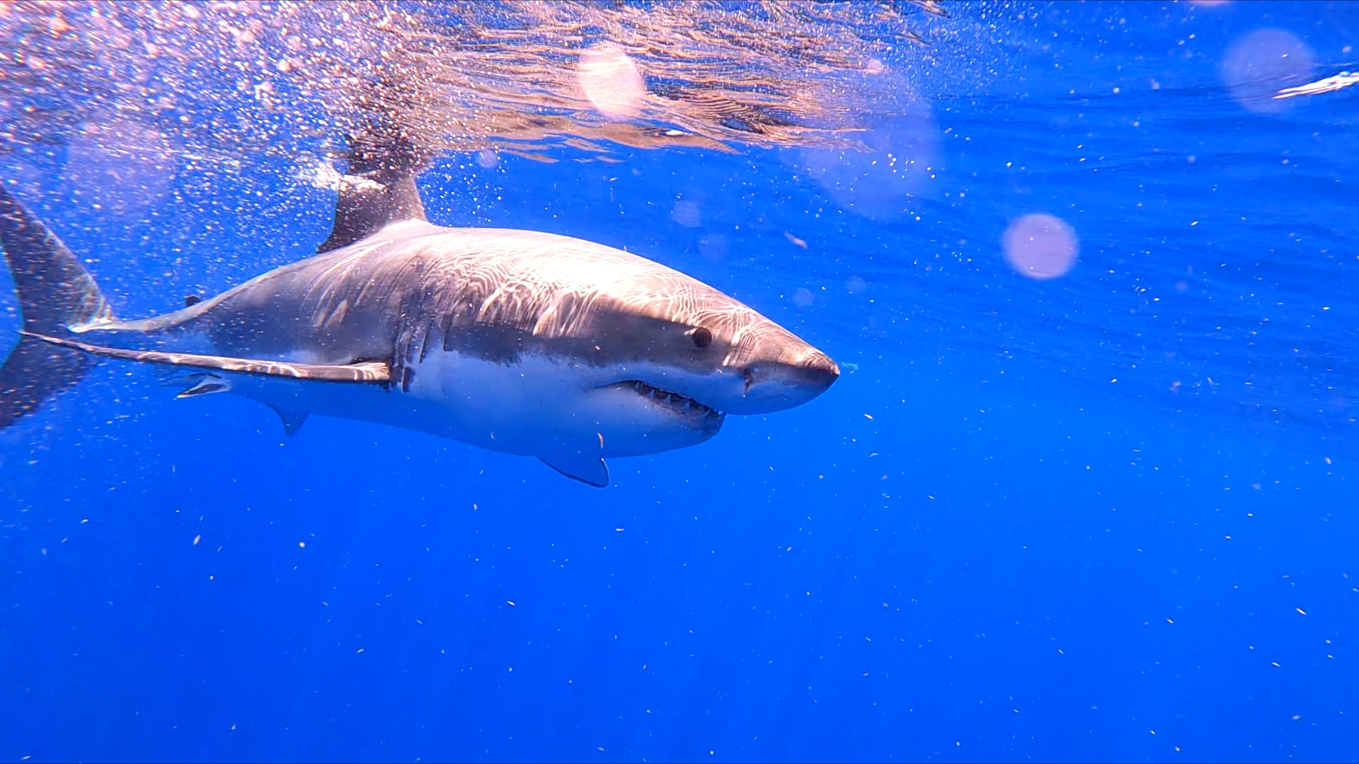 GREAT WHITE SIGHTING! Florida Keys on April 15th 2022 r/floridakeys