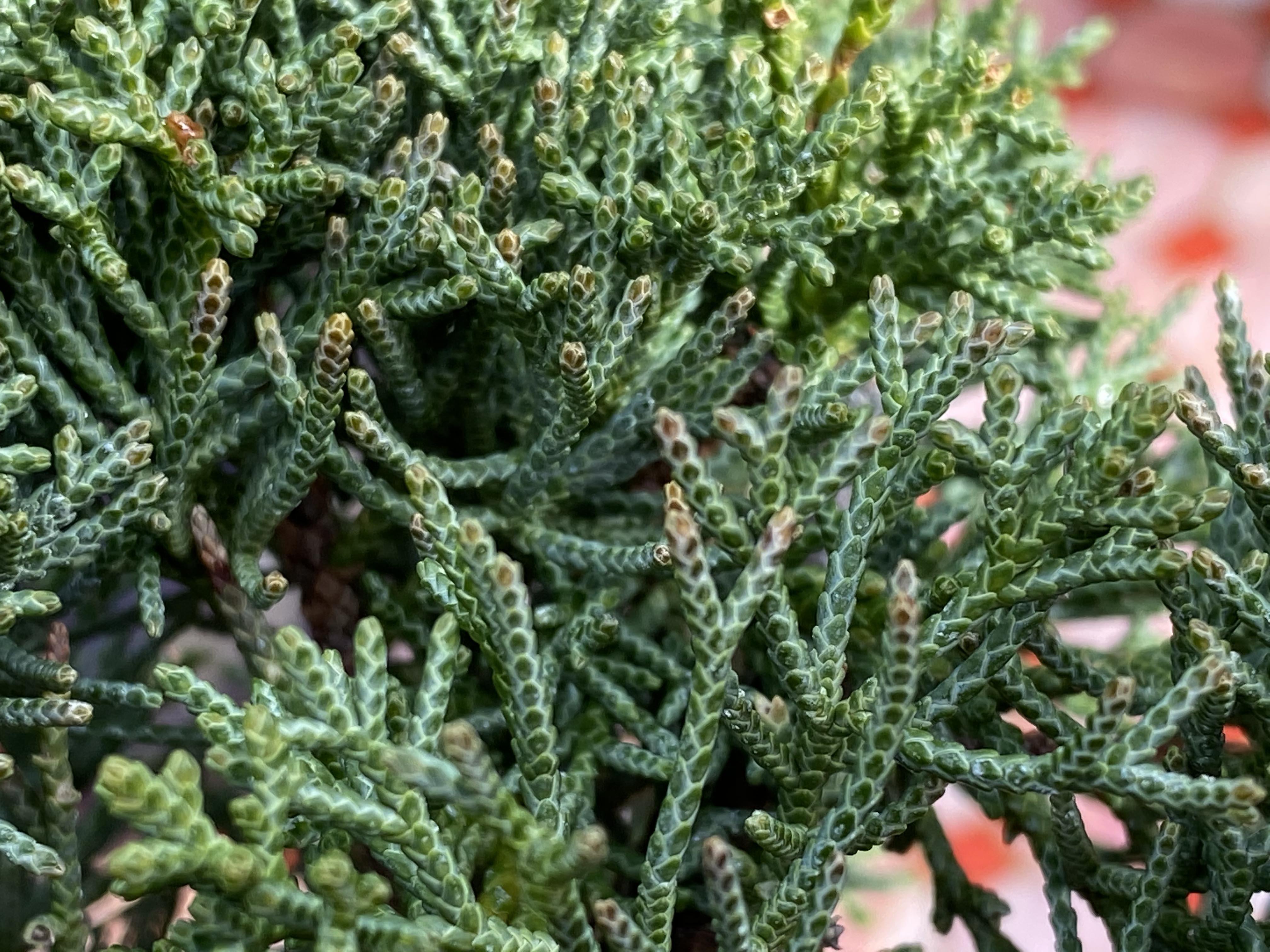 Advice please! Browning foliage tips on my Shimpaku Juniper r/Bonsai