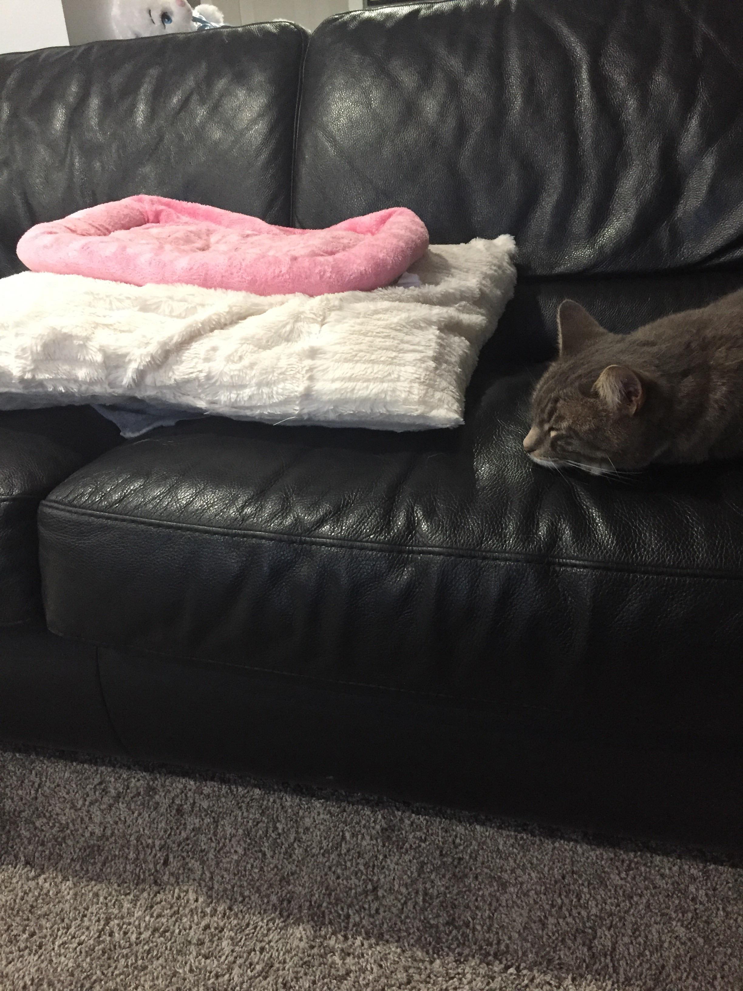 The cold blooded killer doesn’t even sleep on her bed... r/cats