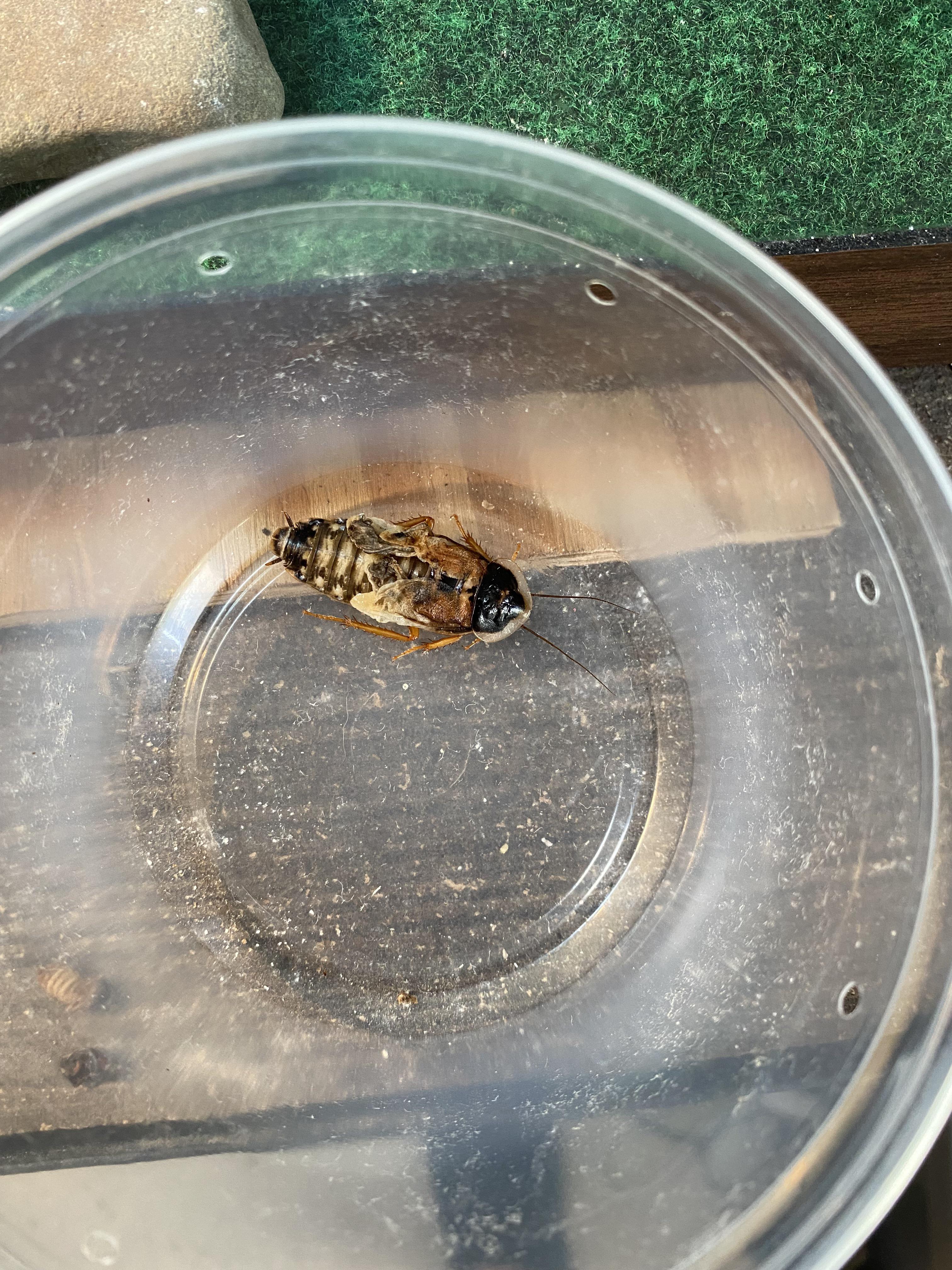 What is going on with my Dubia Roach Colony? Mature Males sometimes