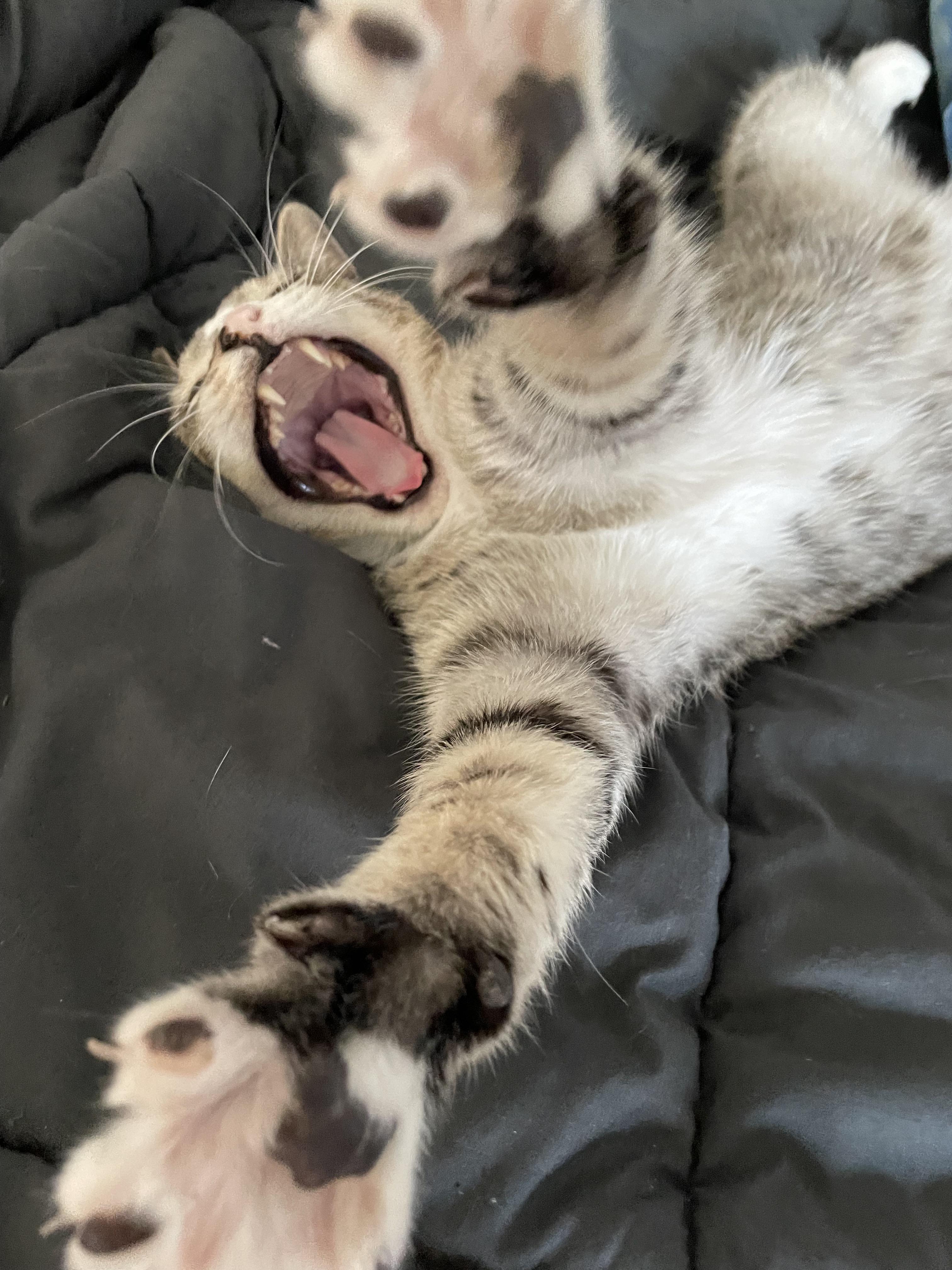 What does this picture sound like? cats