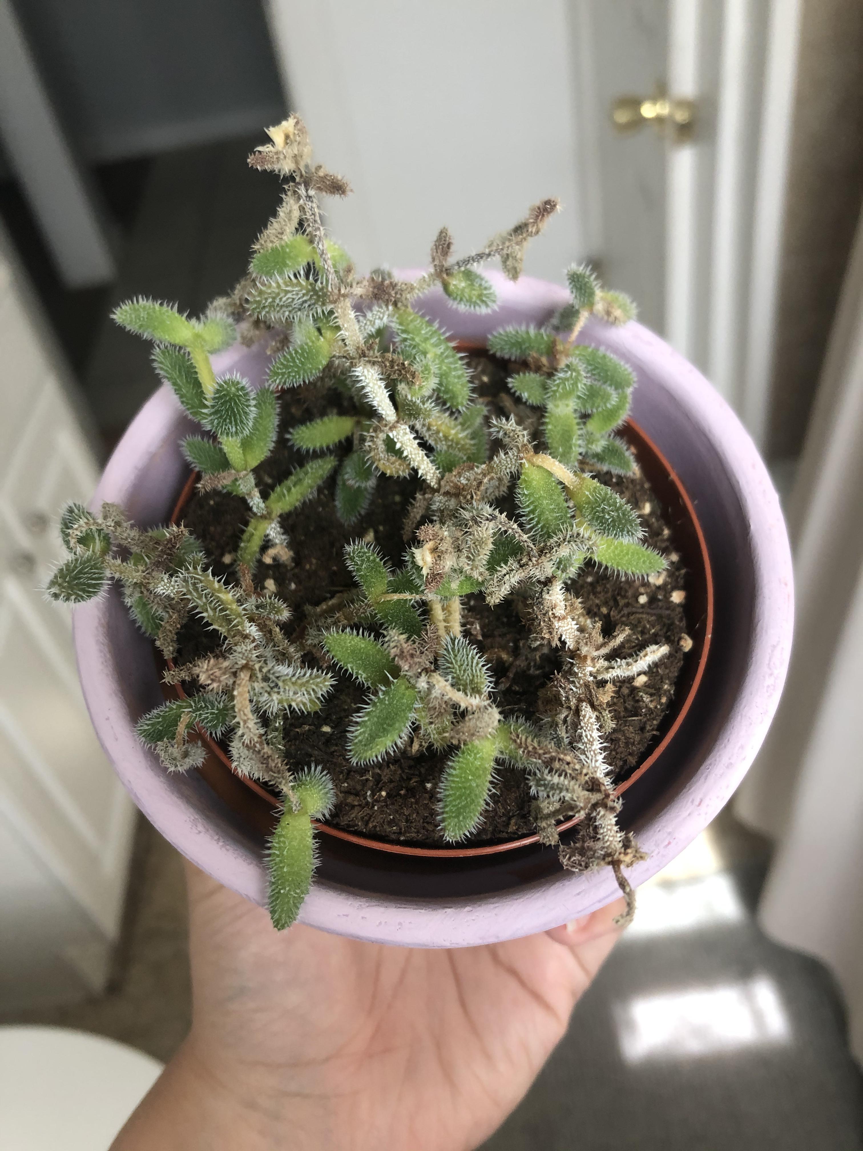 Pickle plant needs help! Fast deterioration. Found little to no info on