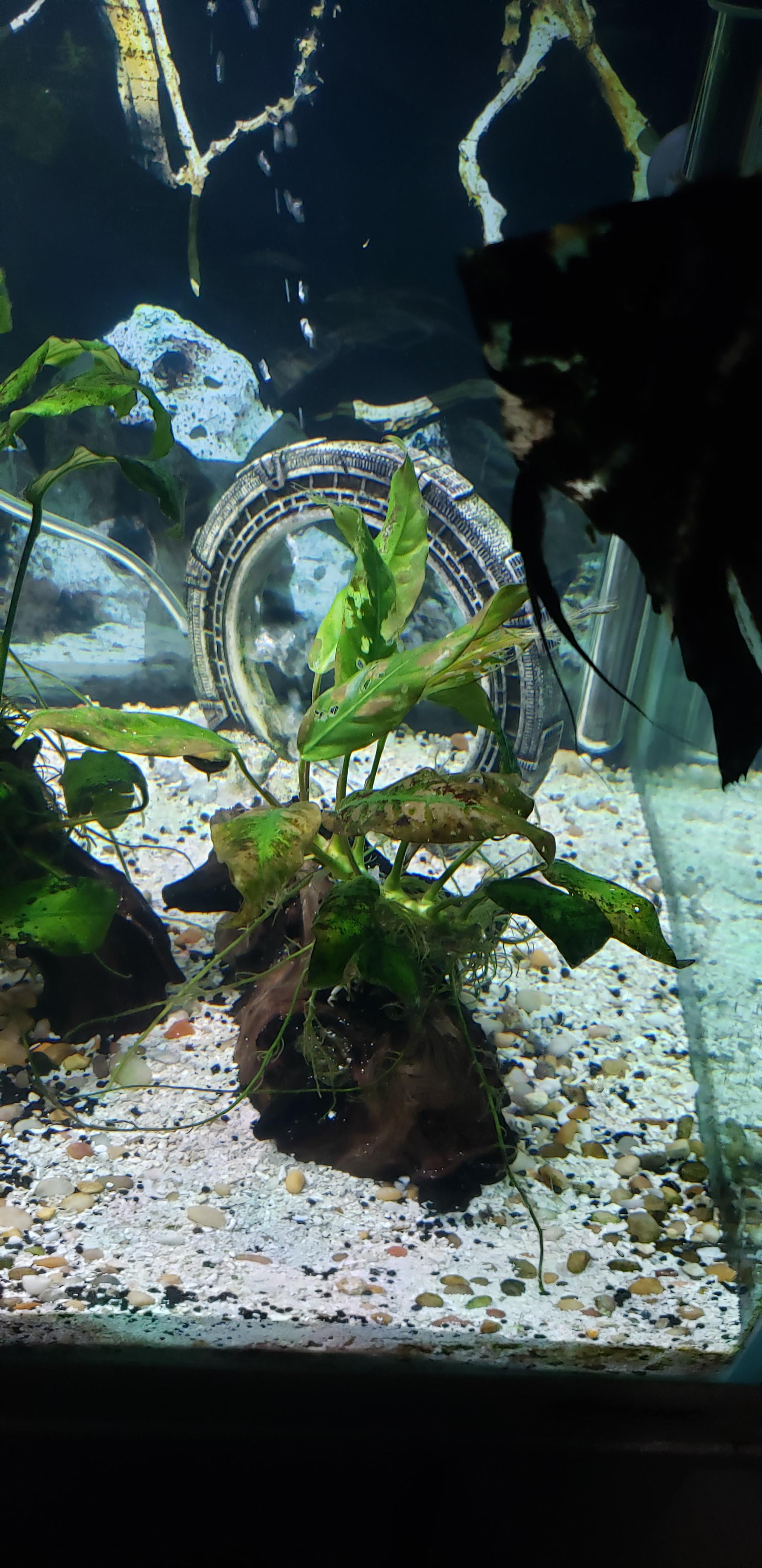 So I recently moved this Anubis from a suction cup that I had on the