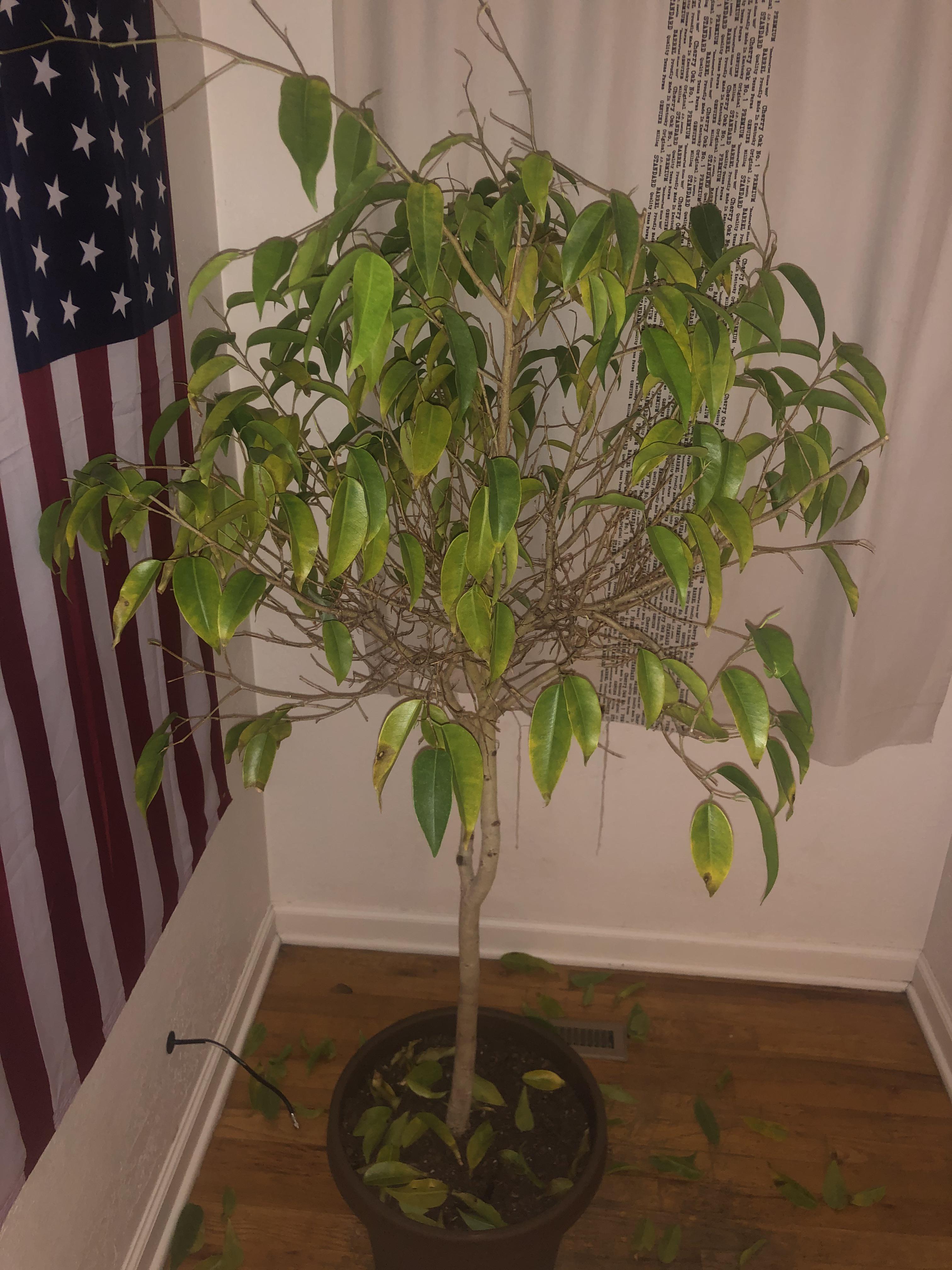 Why is my ficus dying? r/plants