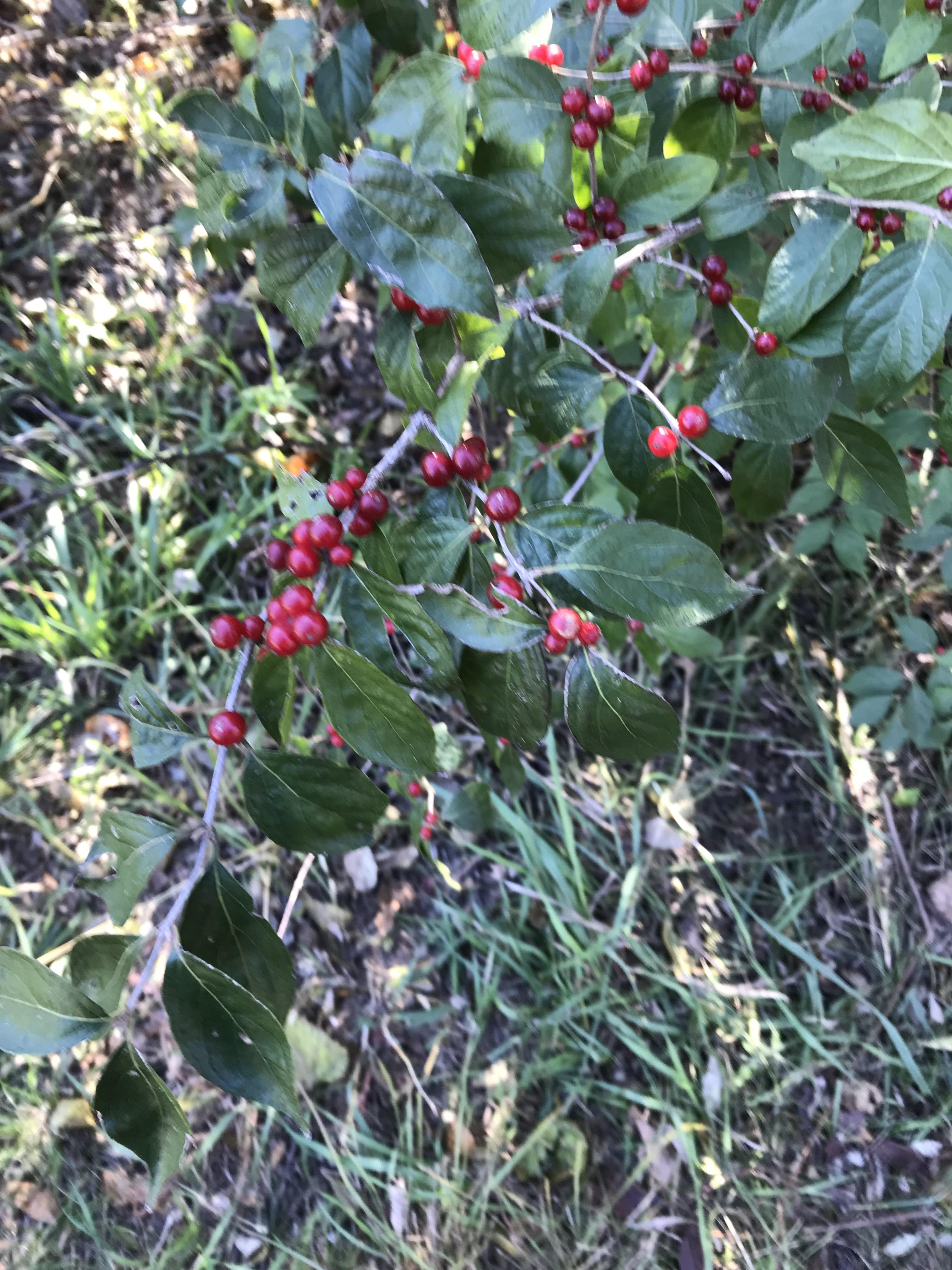 What is this Bush with red berries? NE Kansas r/whatsthisplant