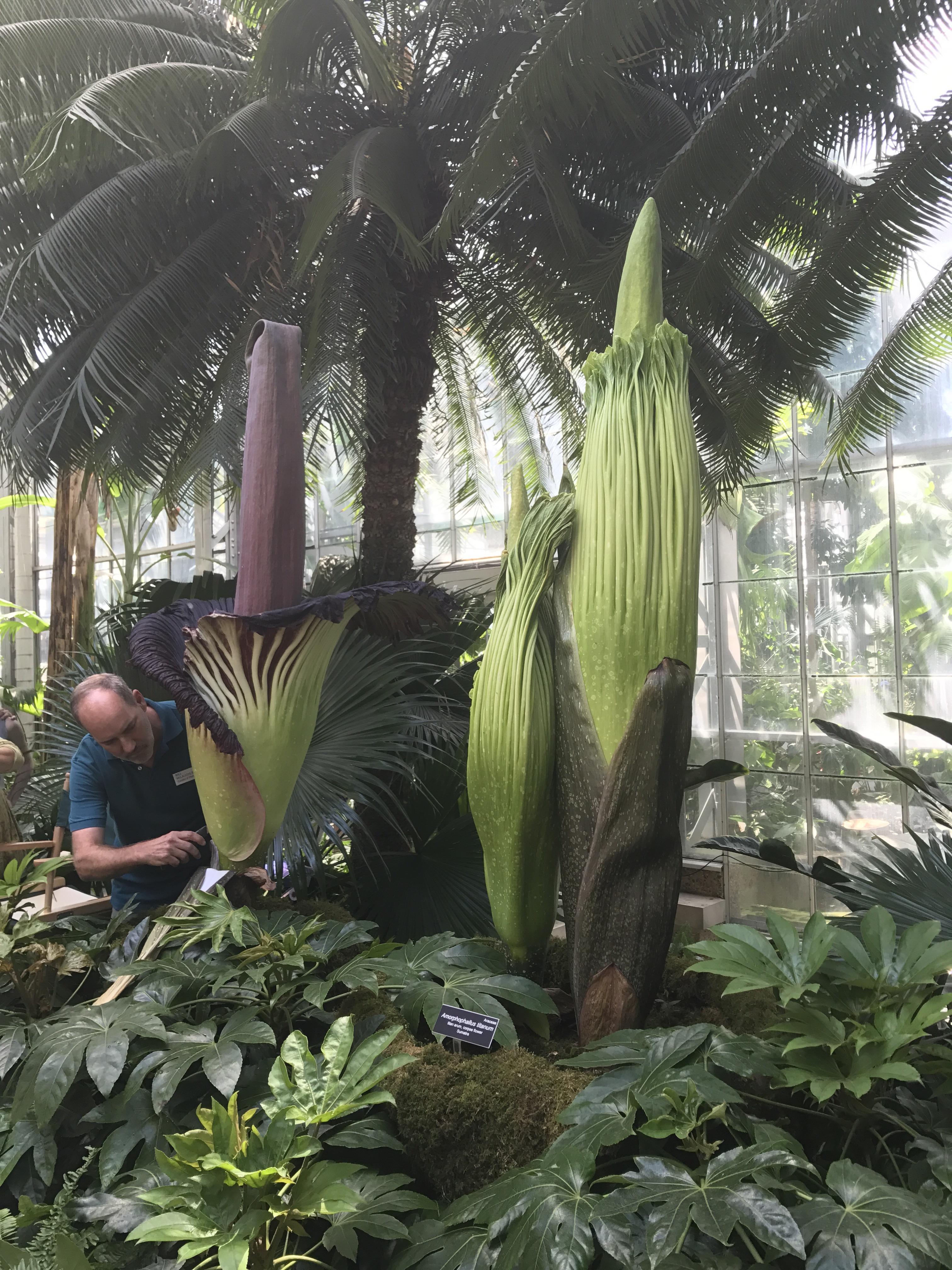 One of the Corpse Flowers in peak bloom at the US Botanic Garden r/pics