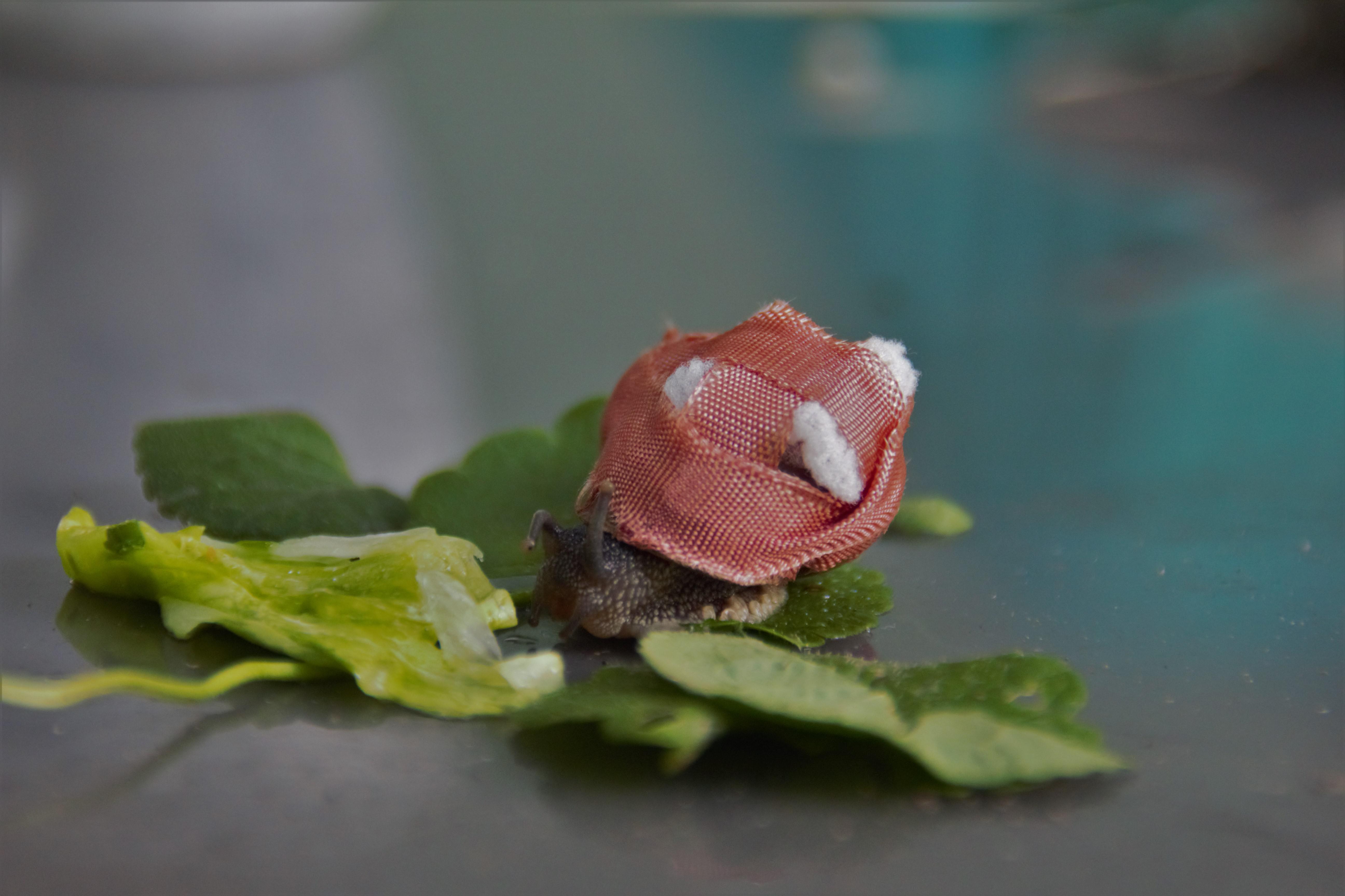 "Wawa look at me, I'm a human wa" r/snails