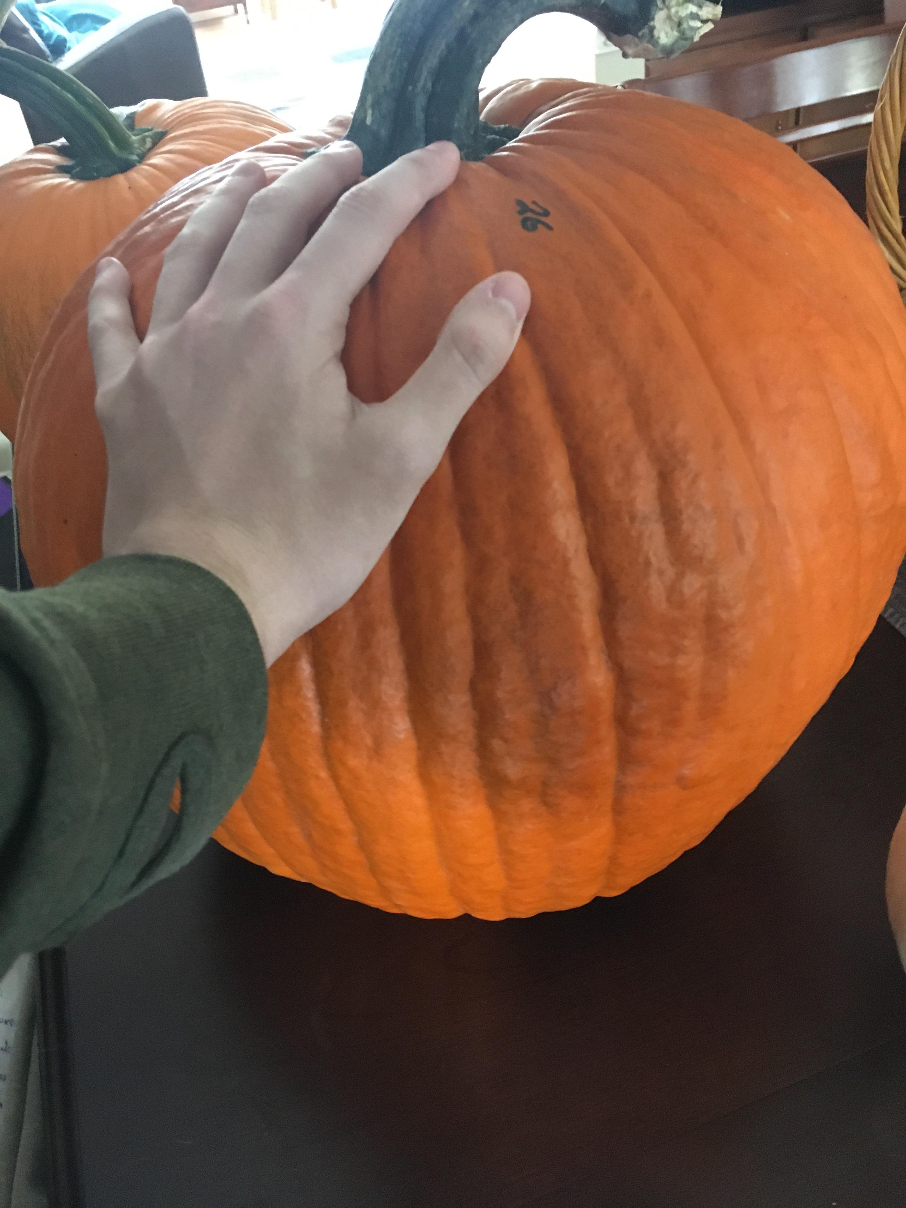 35 pound pumpkin, how should it be carved? r/Pumpkins