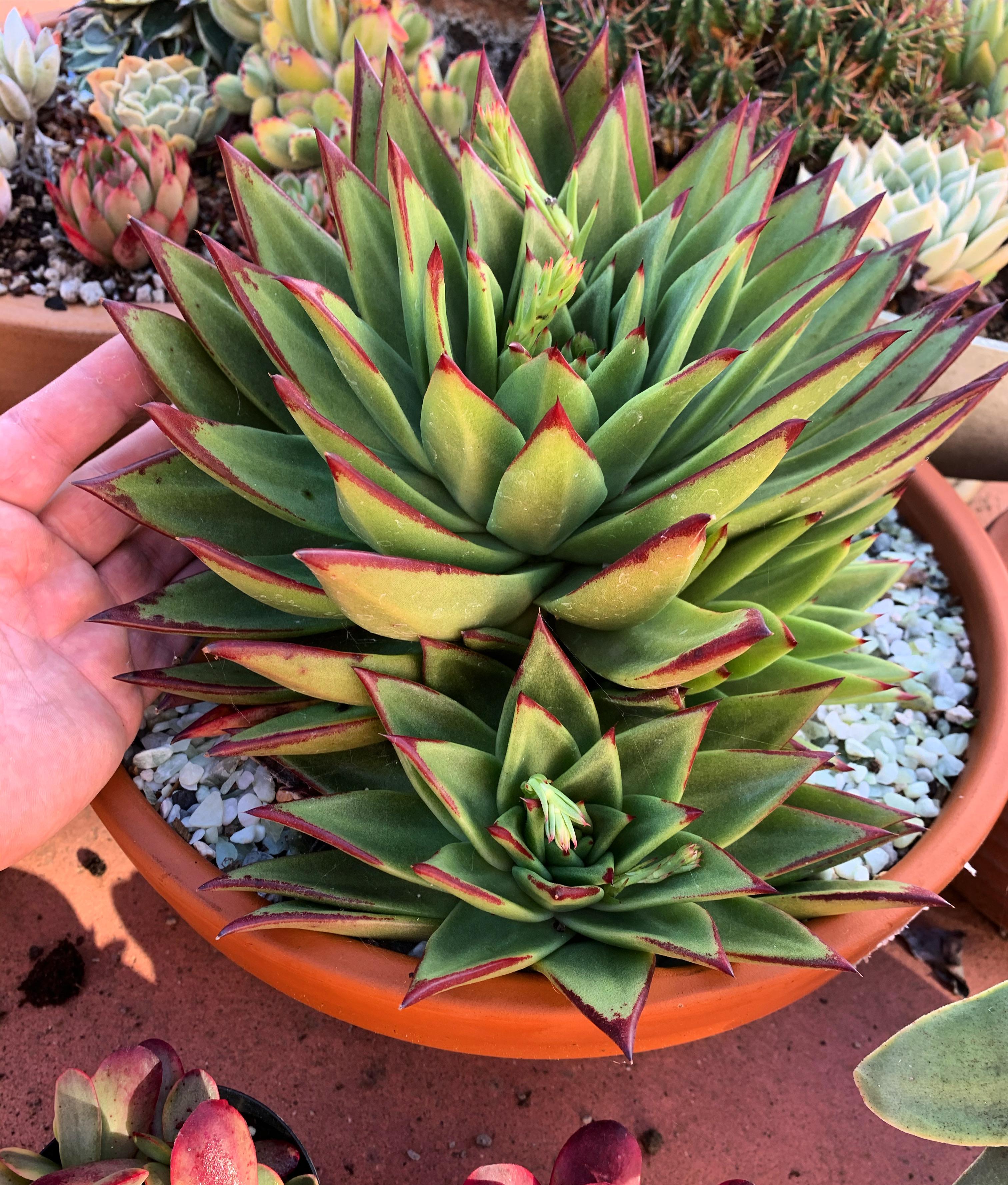 My huge Echeveria Lipstick r/succulents