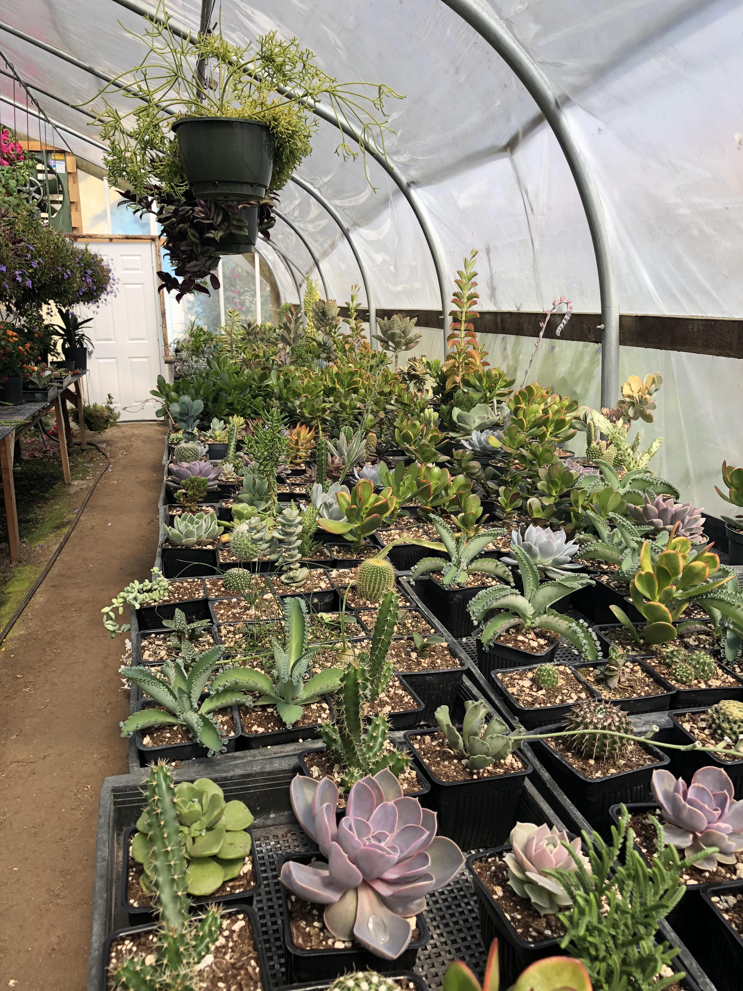 The succulent greenhouse at my local nursery is what dreams are made of