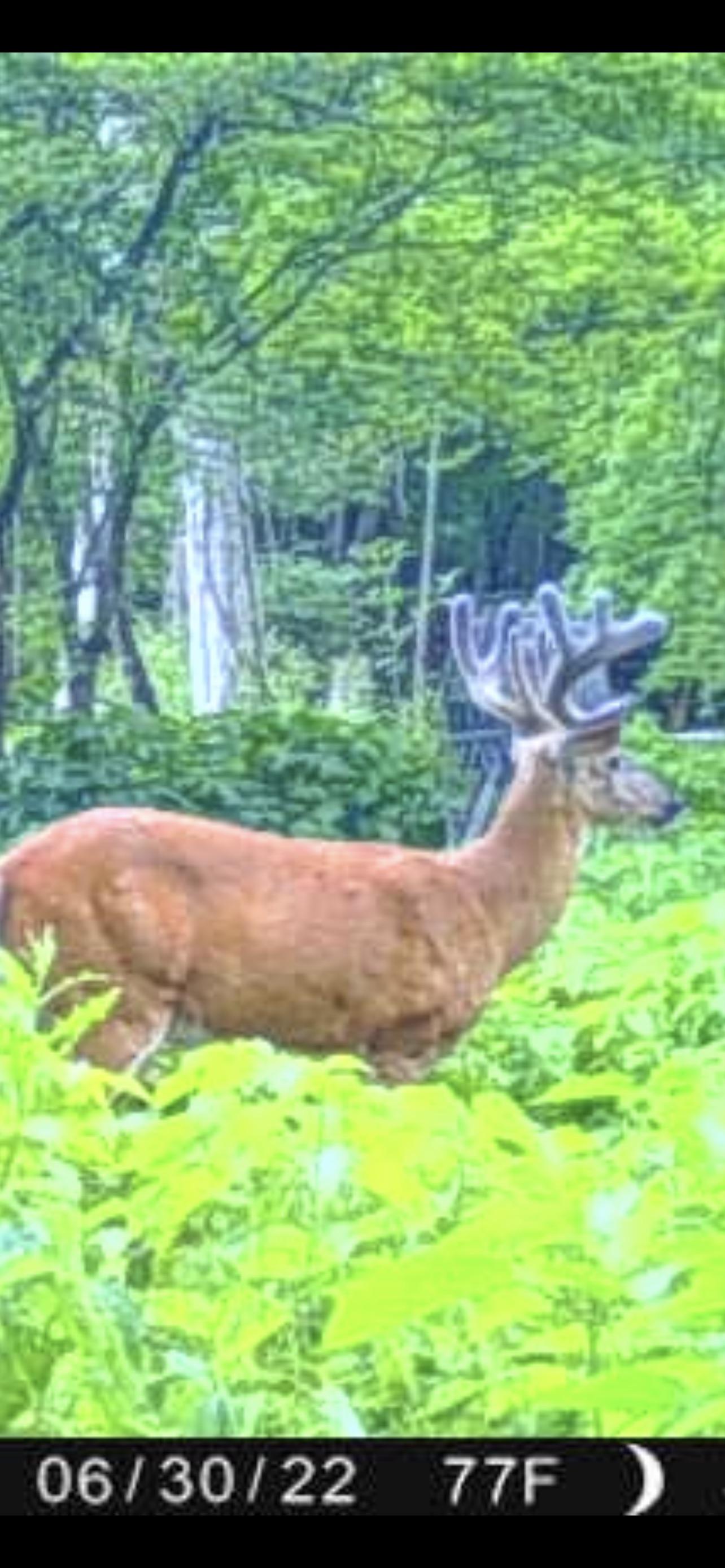 Can’t wait for bow season r/Hunting