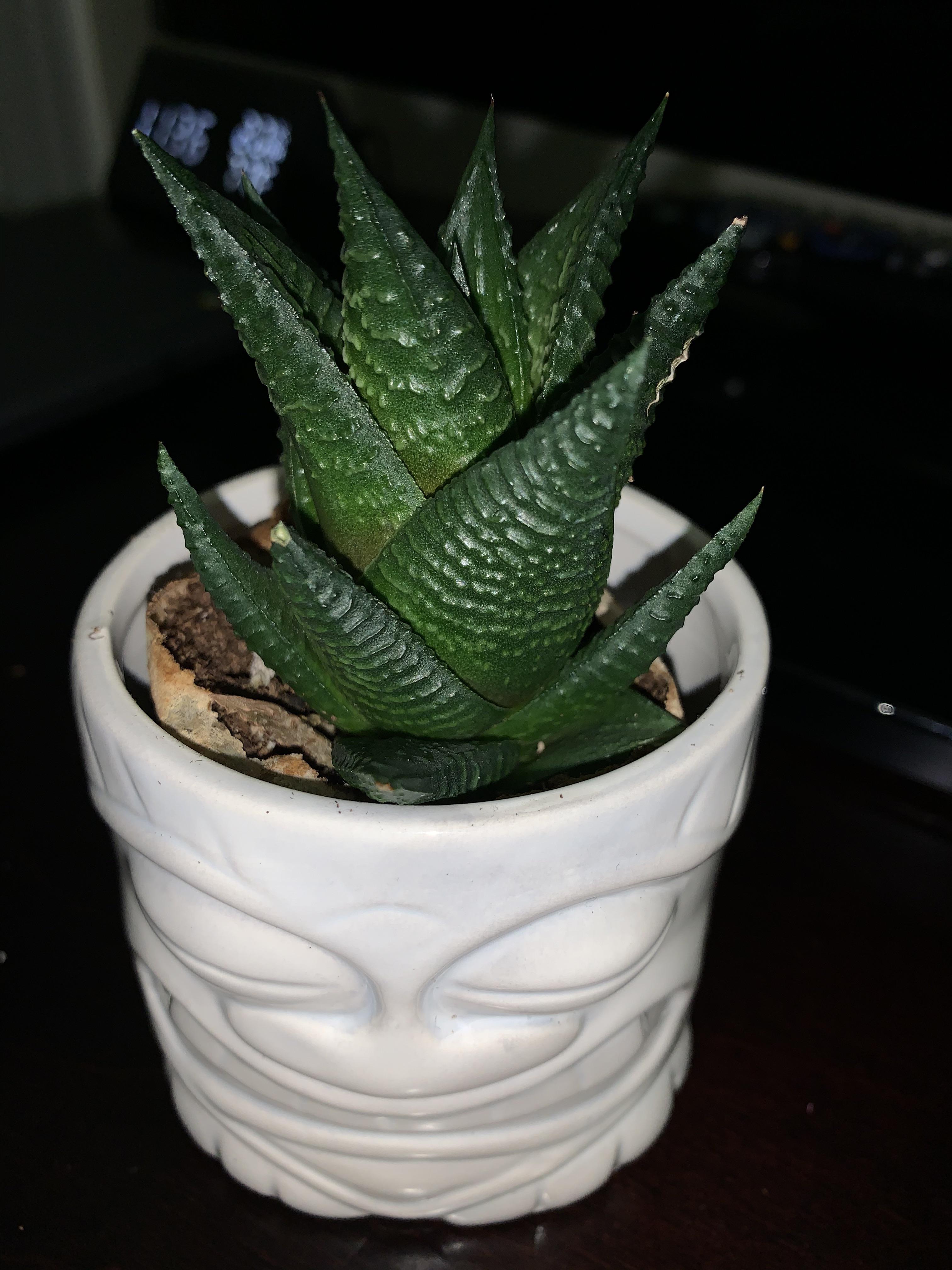 Haworthia Limifolia (No Drainage Hole in Pot) Any care tips regarding