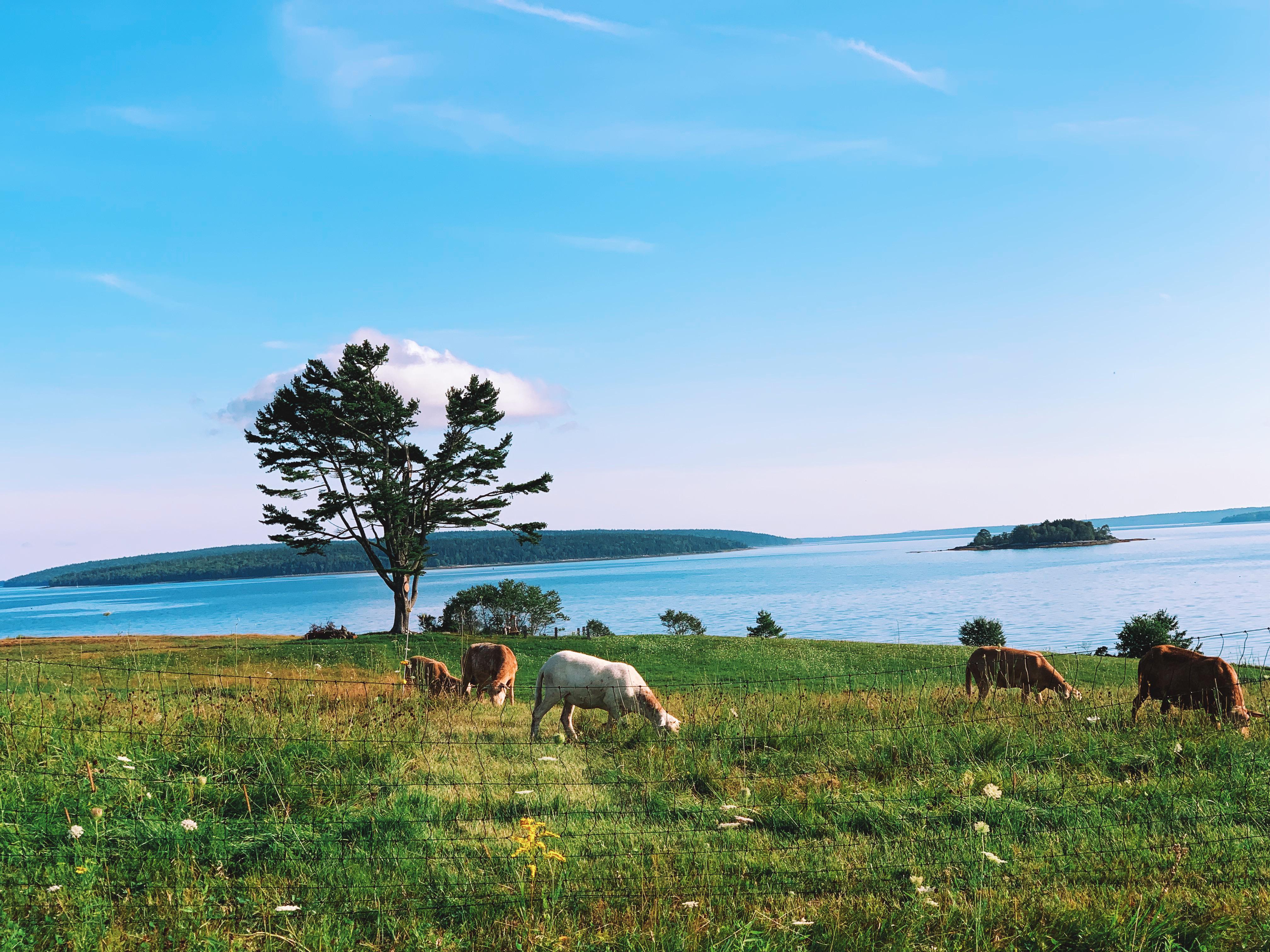 East Blue Hill (Curtis Cove) r/Maine