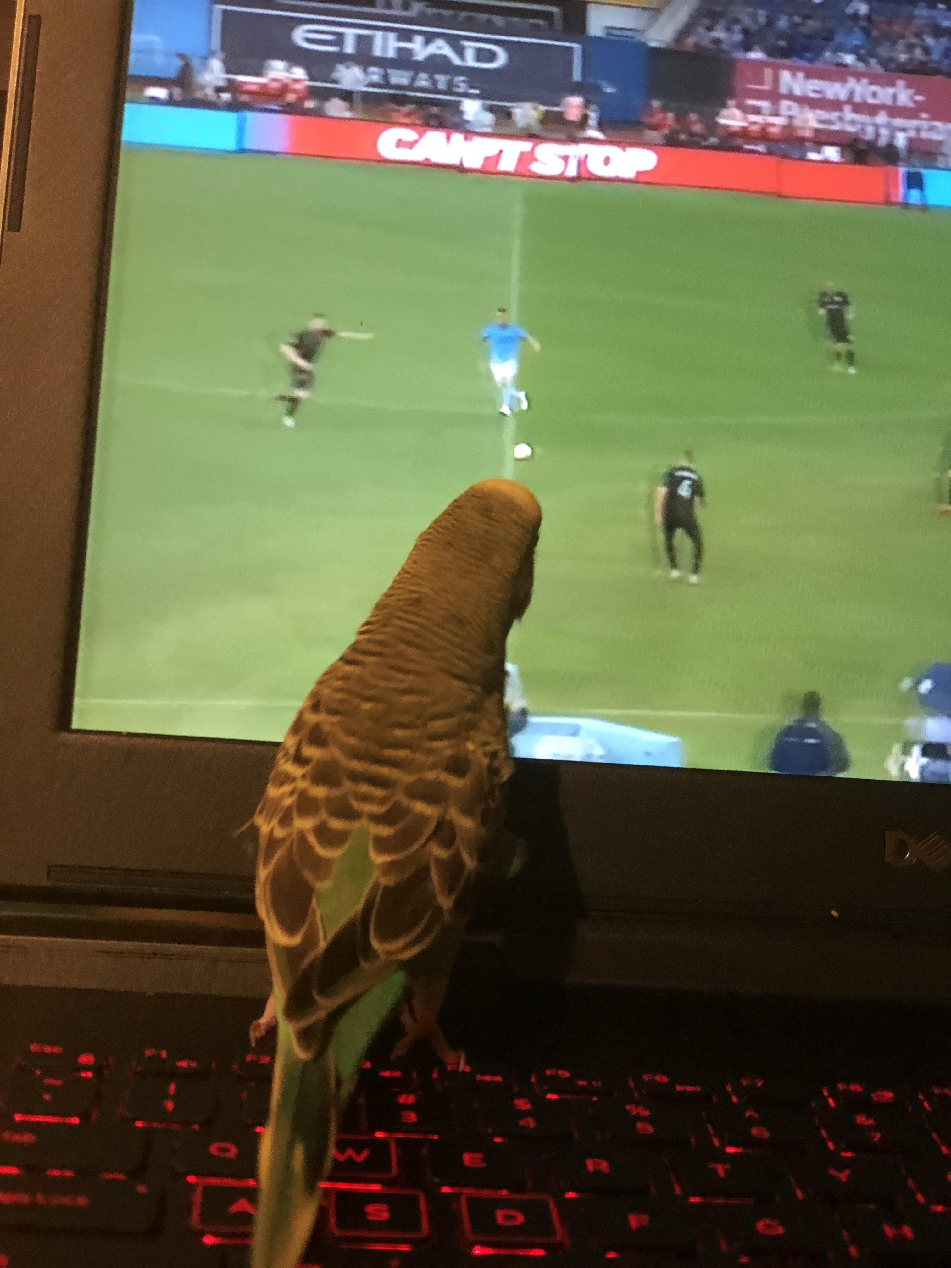 TIL Parakeets bleed blue r/NYCFC