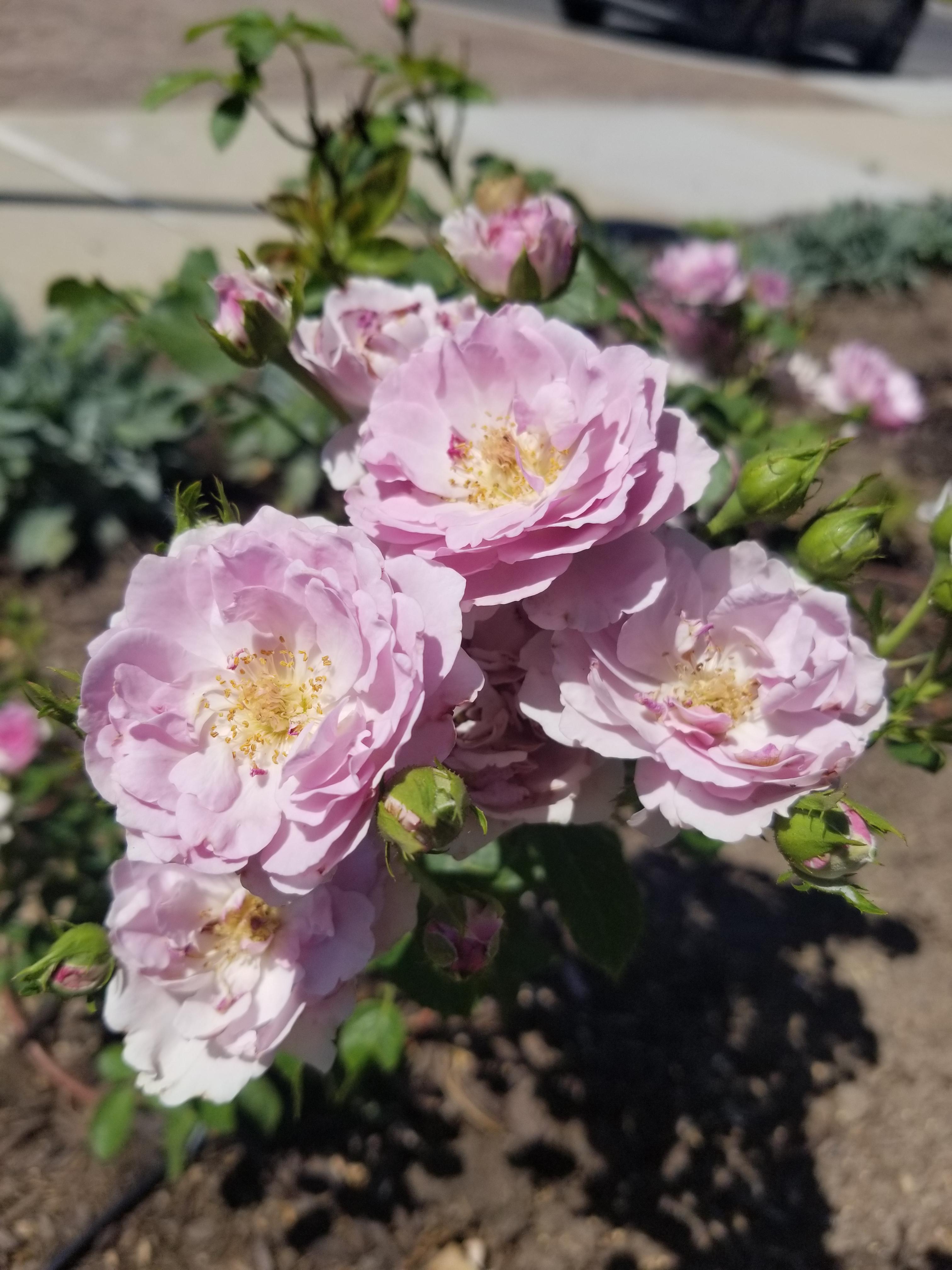 Fragrant Lavender Smells So Good! r/Roses