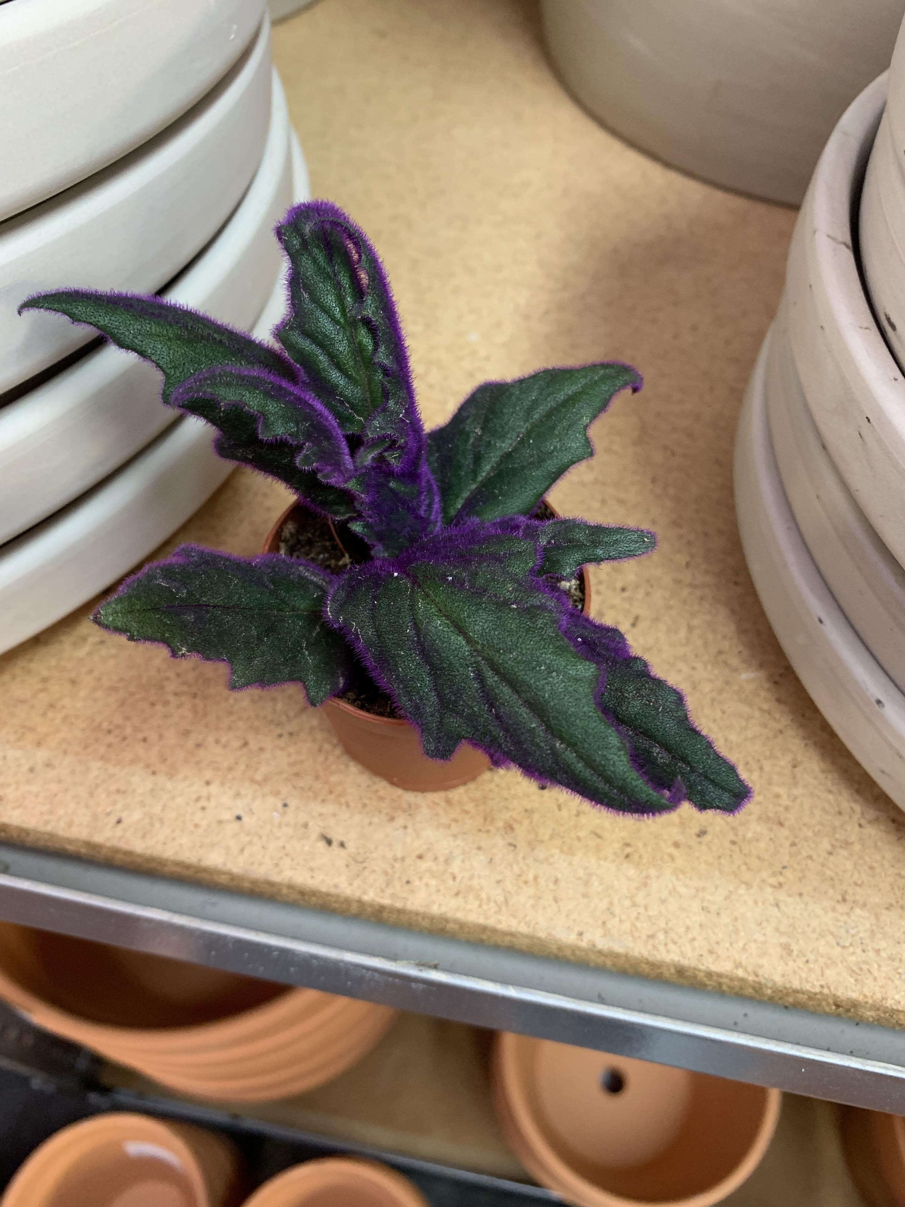 Green leaf with purple hairs. Just says “tropical foliage” r