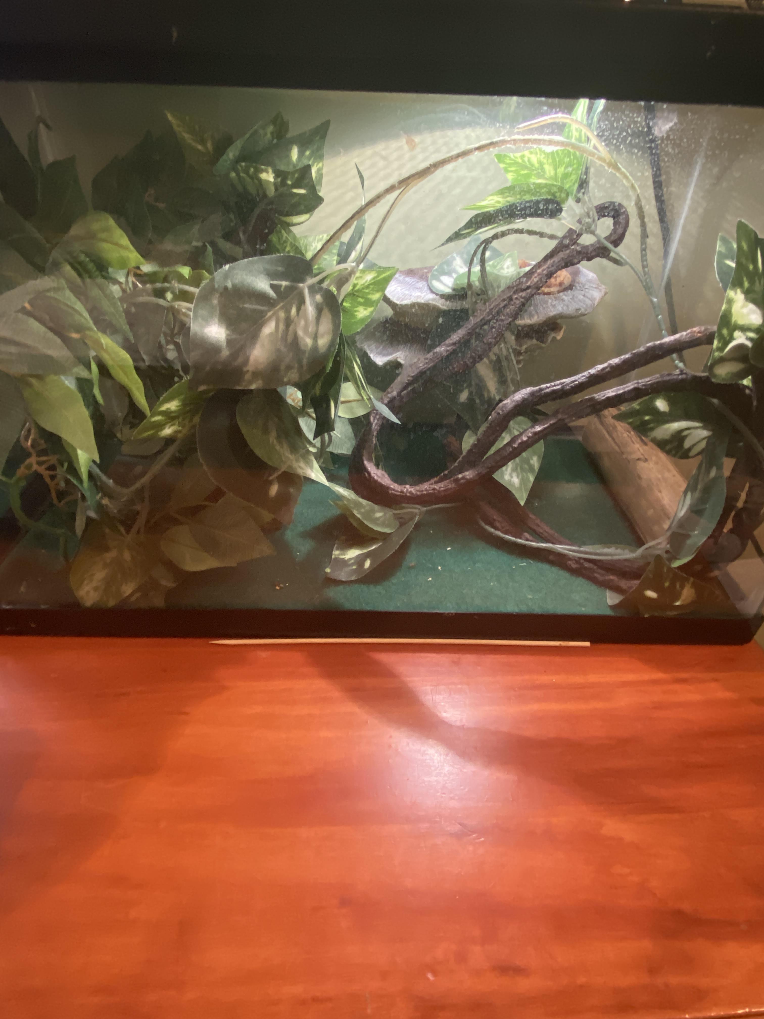 This is one of my crested geckos cage is it good for the gecko? r