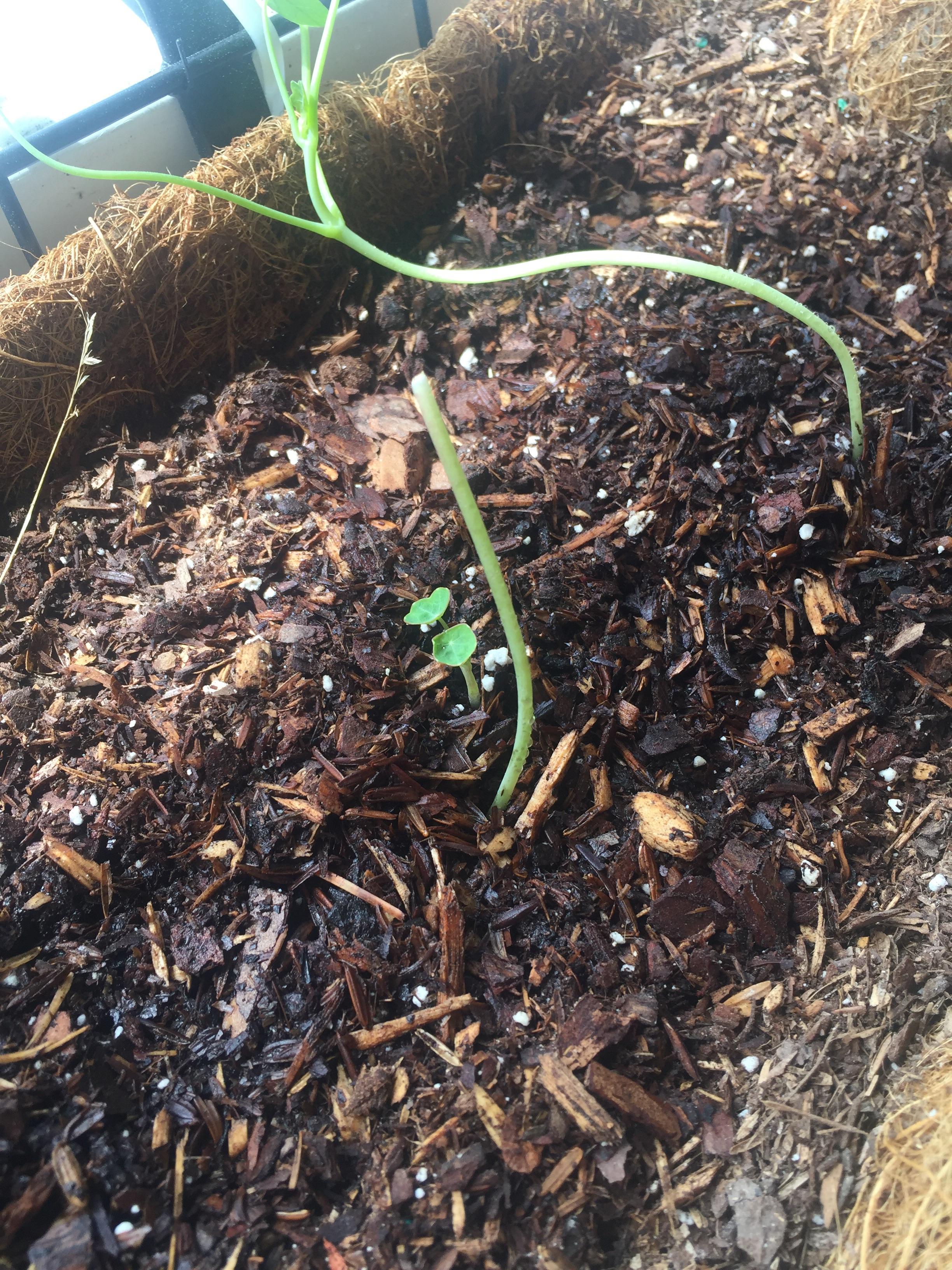 [Advice] I took too long to transplant my Nasturtium, and the seedlings