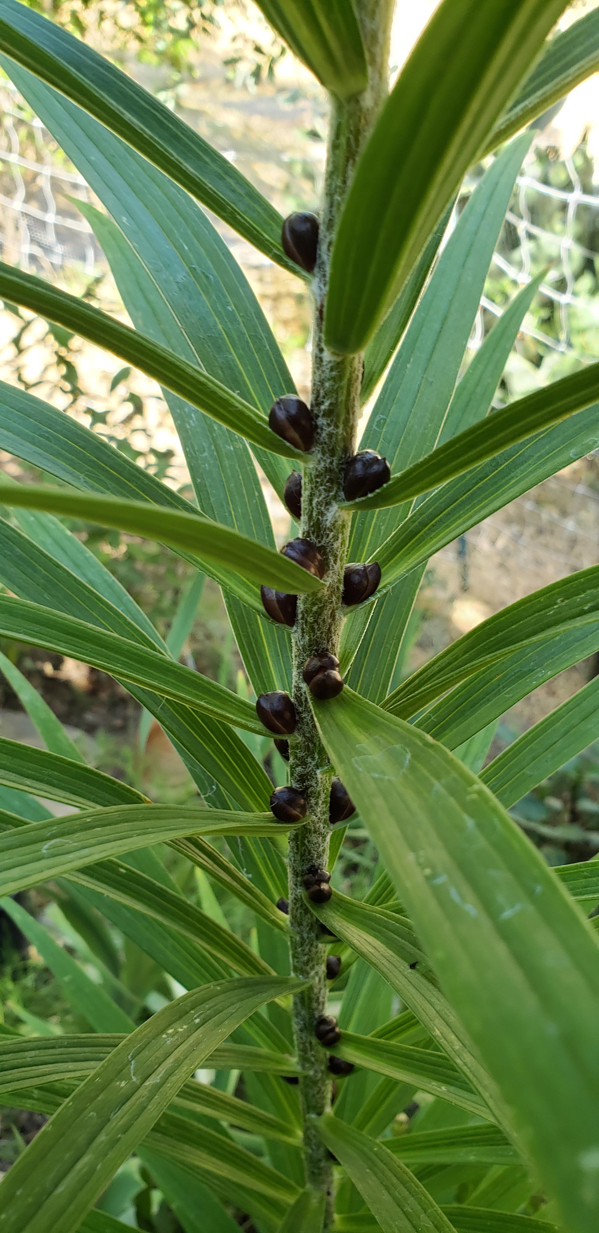 The way double tiger lilies bulbs reproduce. r/mildlyinteresting