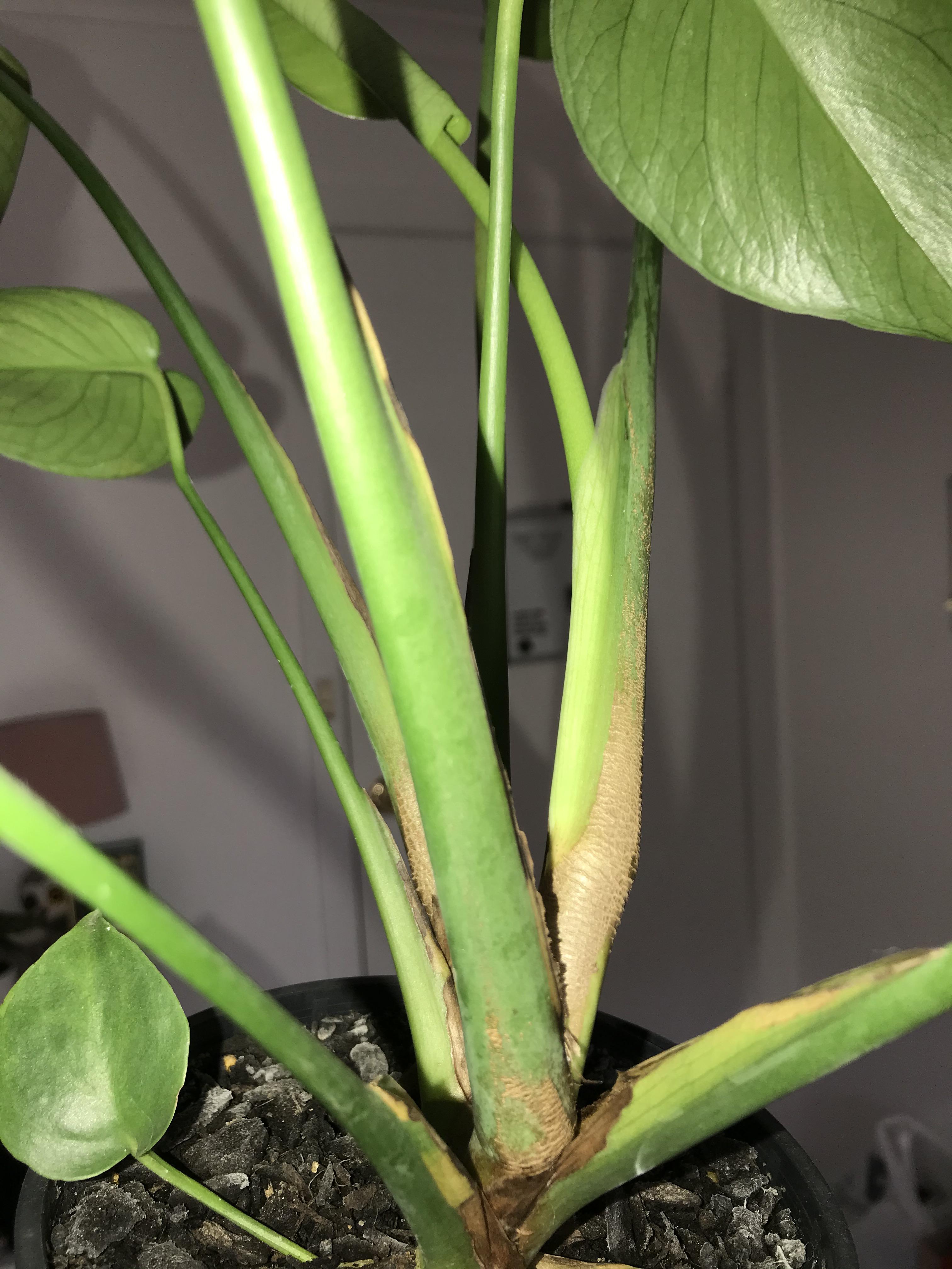 scaly browning on monstera stems? plantclinic