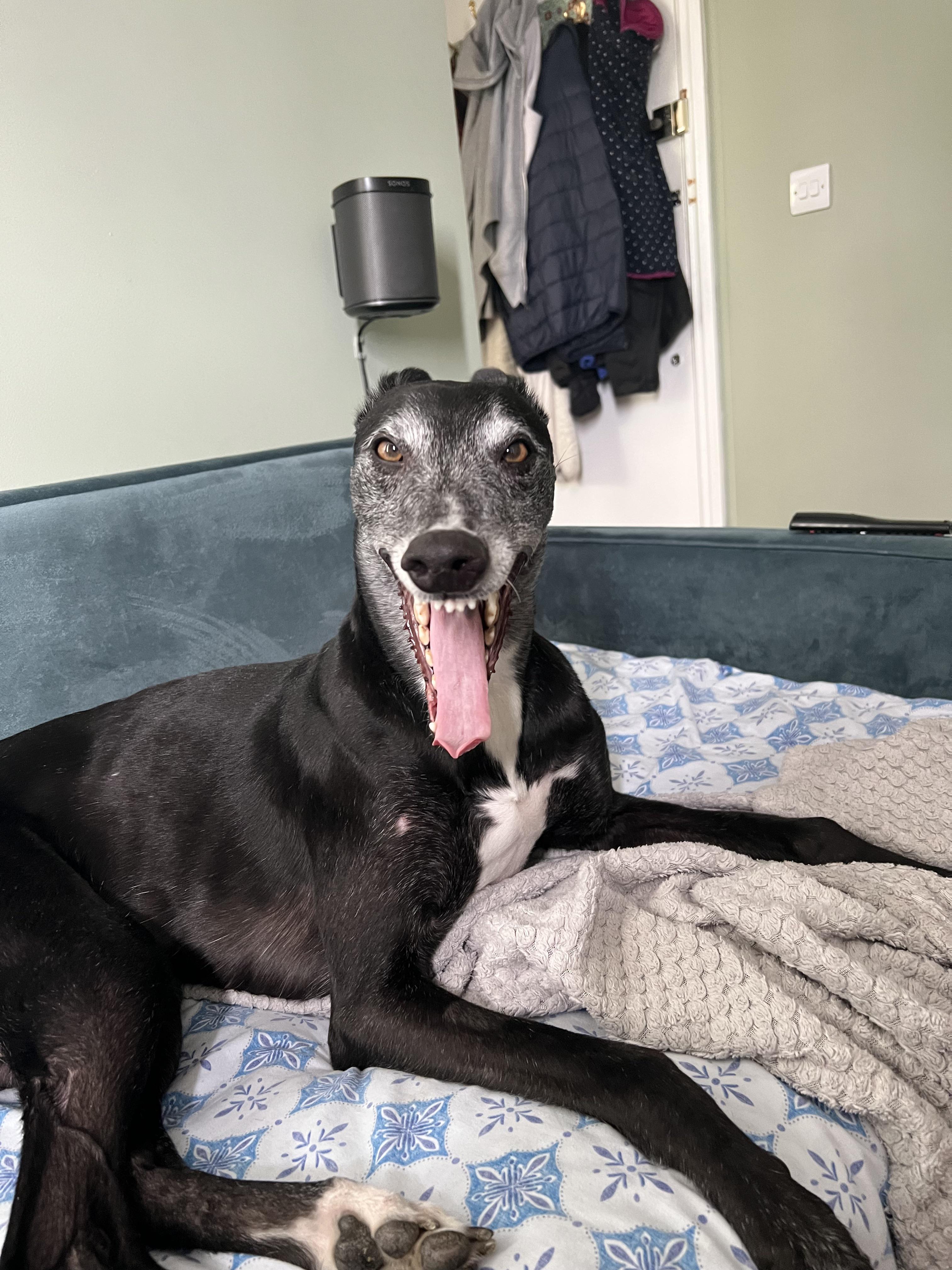 Yawn r/Greyhounds