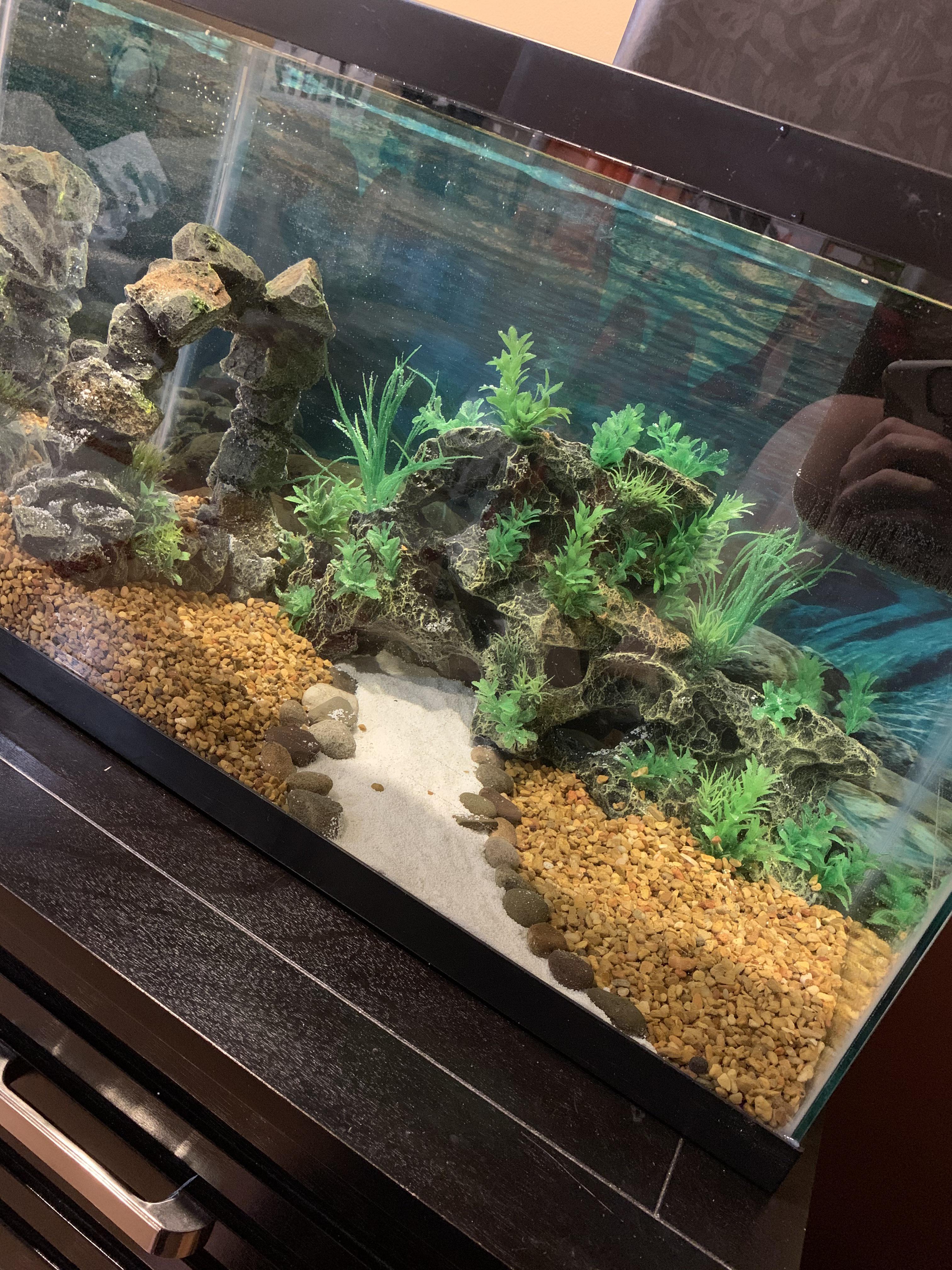 This is my aquarium setup. I was considering adding cory catfish to it