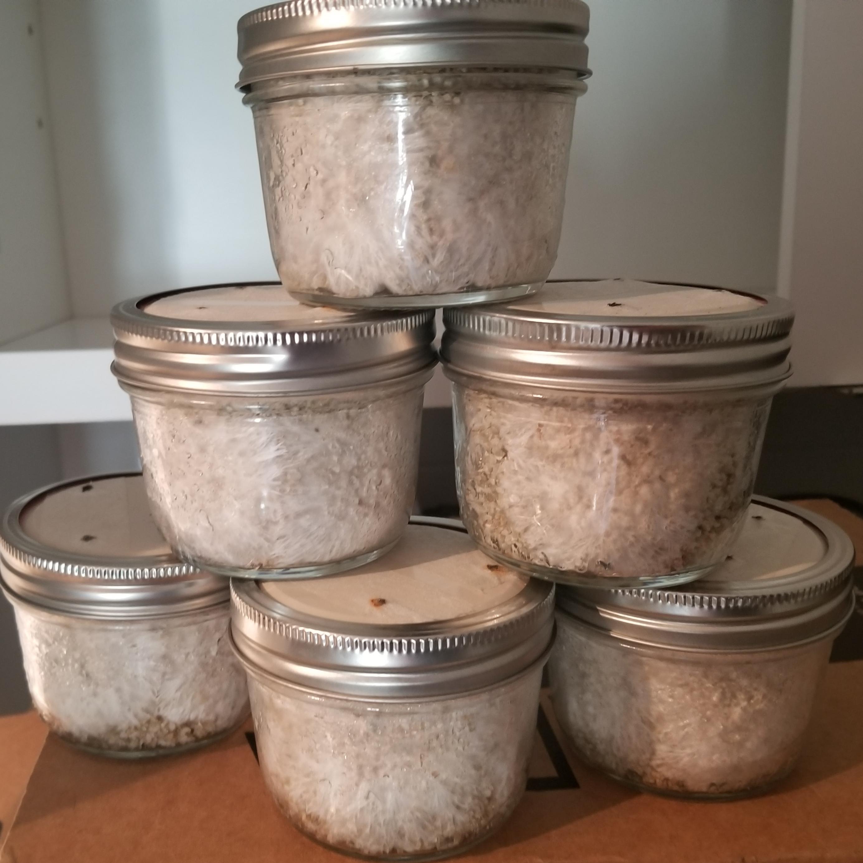 Day 10, first time grow, PF Tek!! r/shrooms