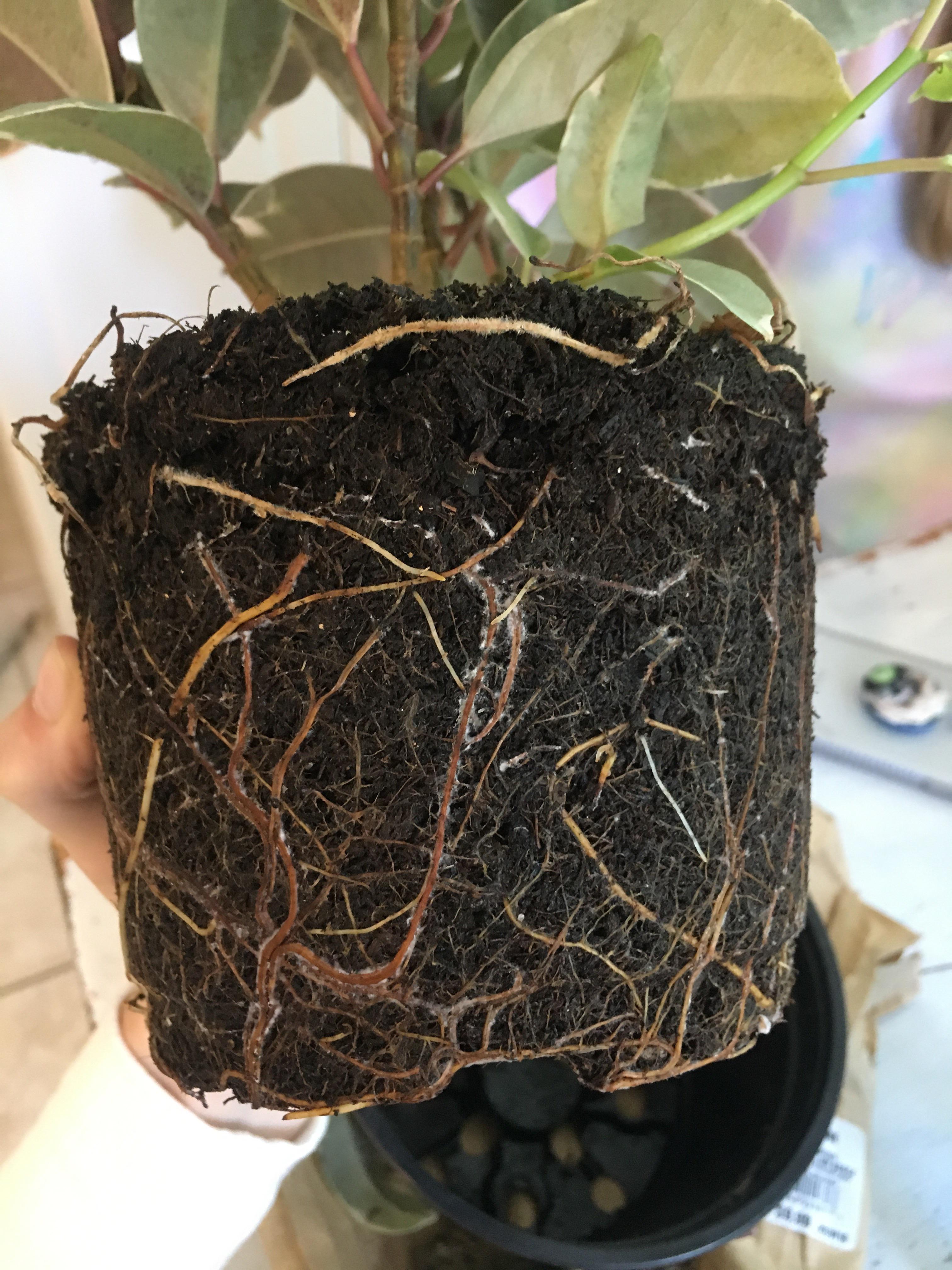 rubber plant moldy roots? how should i fix it? r/plantclinic