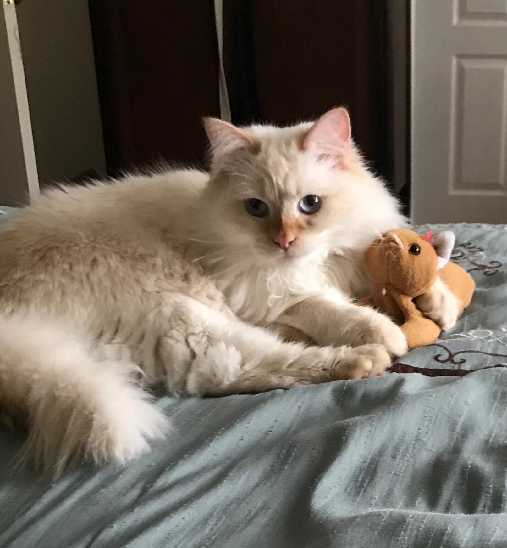My cat has a stuffed kitten toy that he treats like his baby and grooms