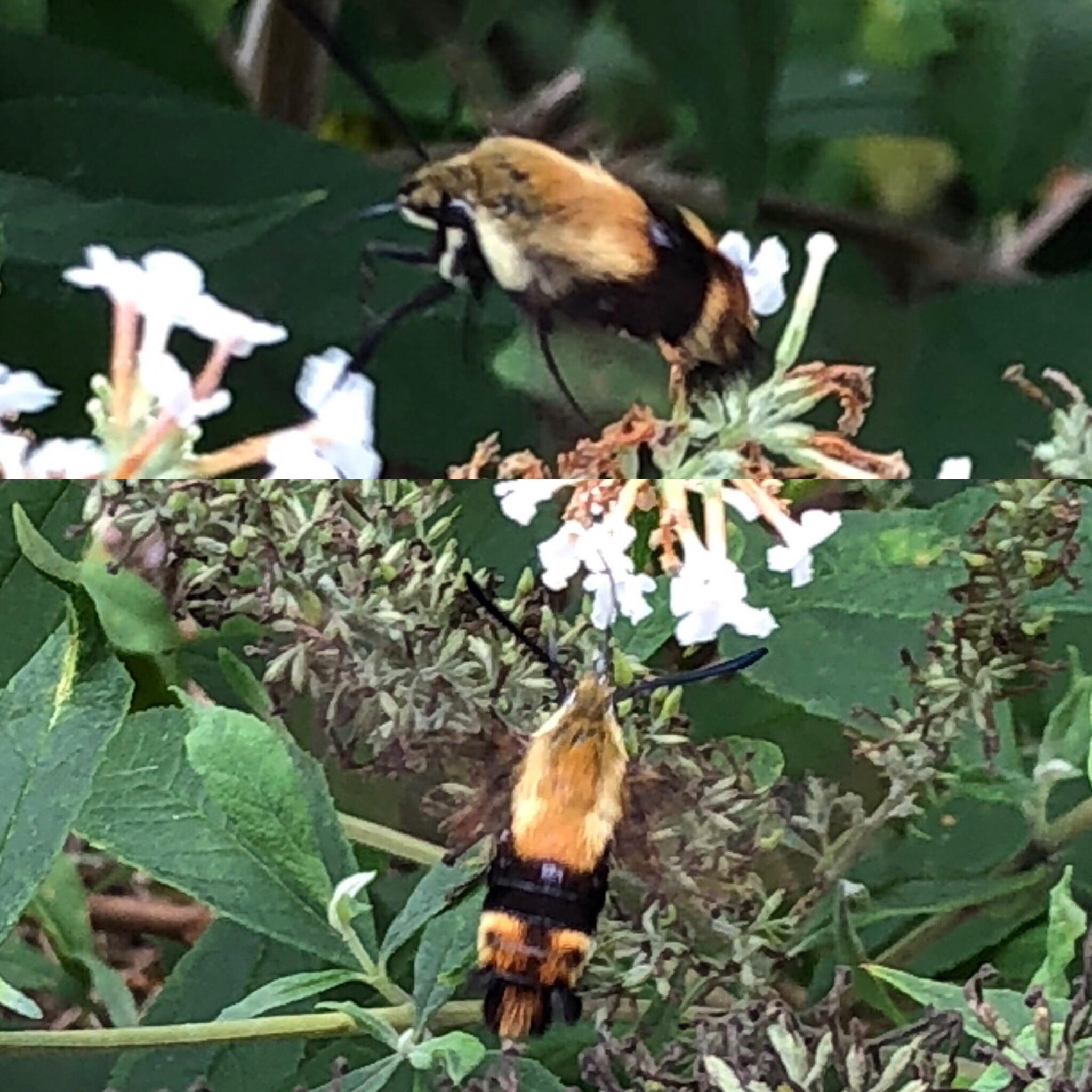 Extra long bumblebee with massive antennae in SW Virginia r/whatsthisbug