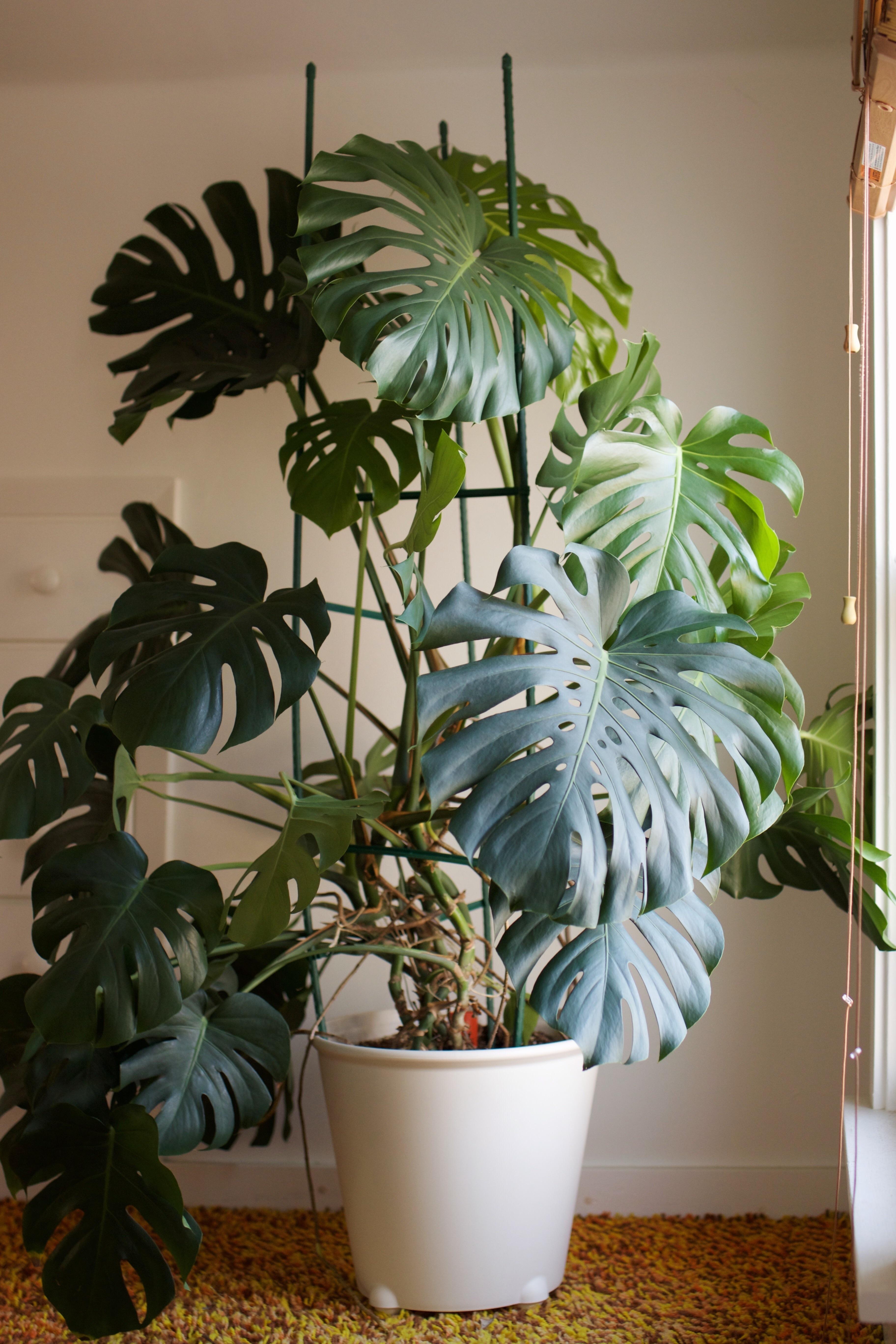 my pride and joy 🌿 r/plants