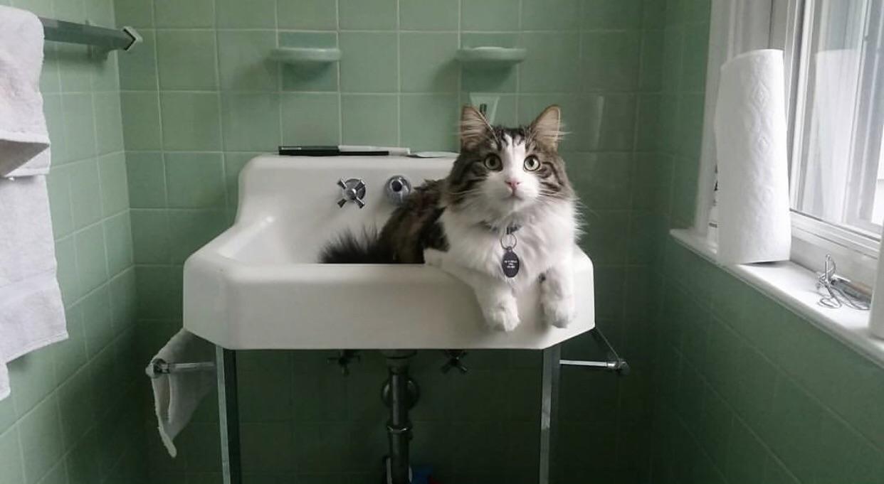 Guess I won’t brush my teeth today r/aww