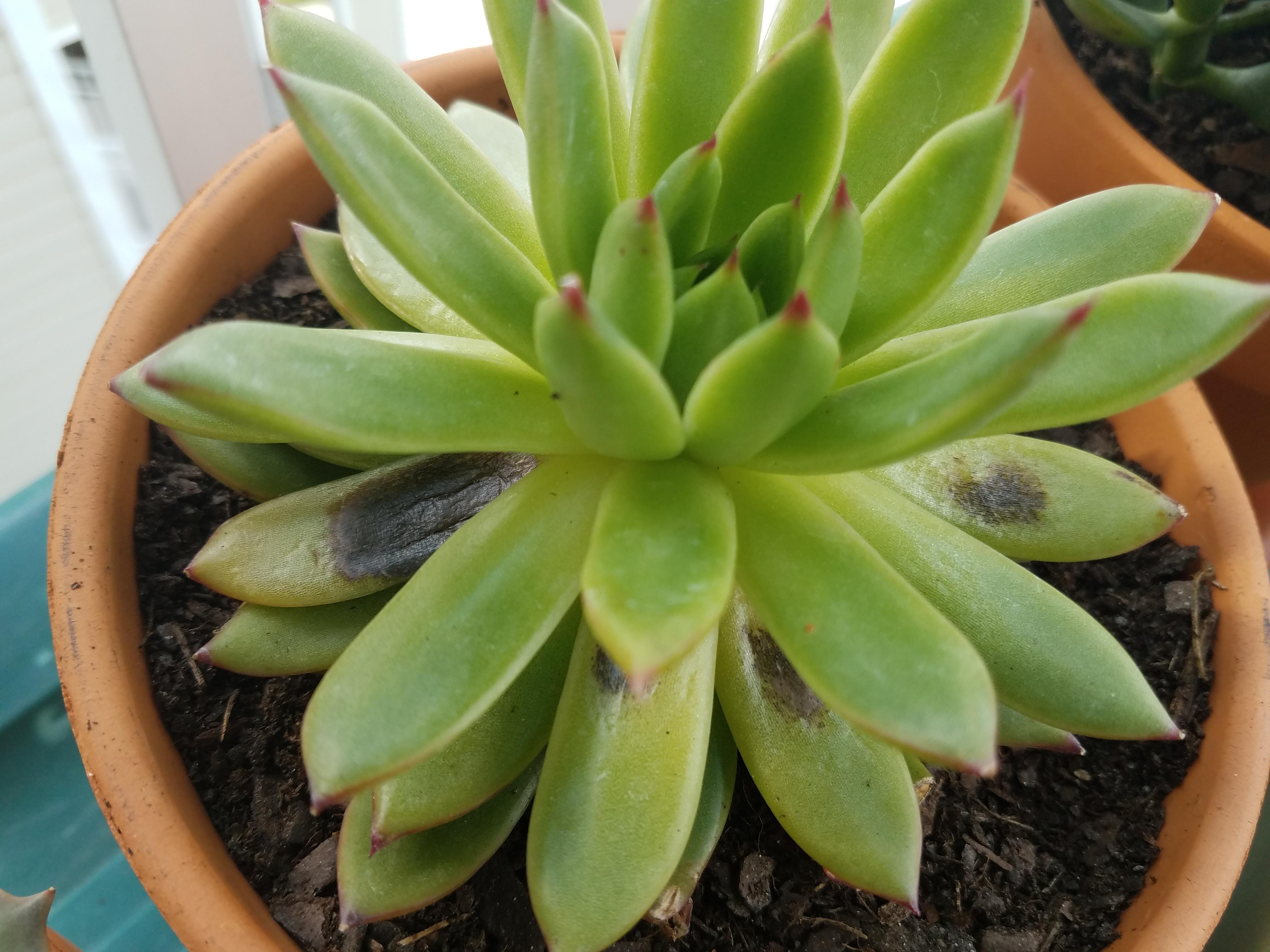 Do the black spots mean I overwatered this succulent? I literally